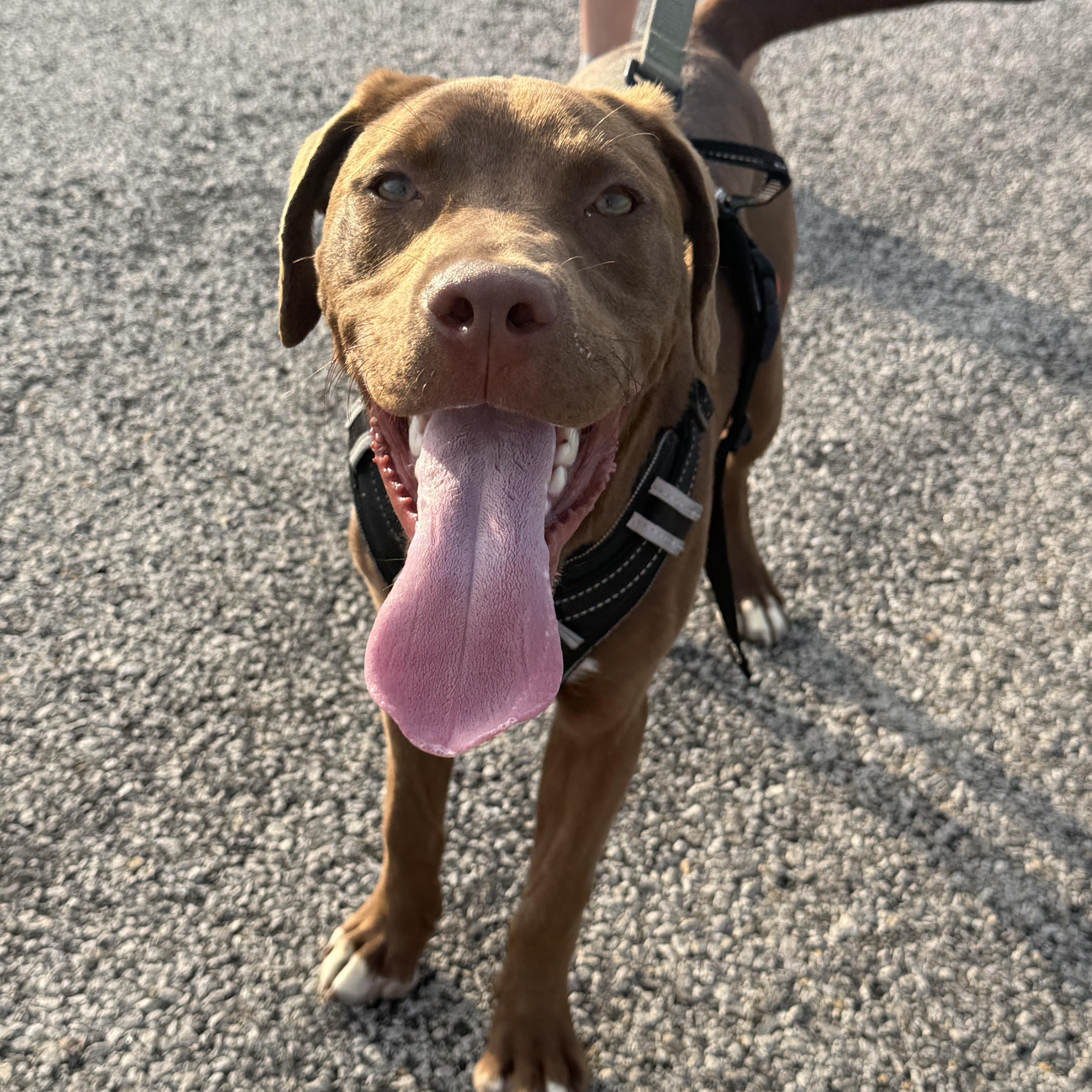 Enlarge Goose, a ADOPTABLE Chocolate Labrador Retriever in Hiawatha, KS image 4/5