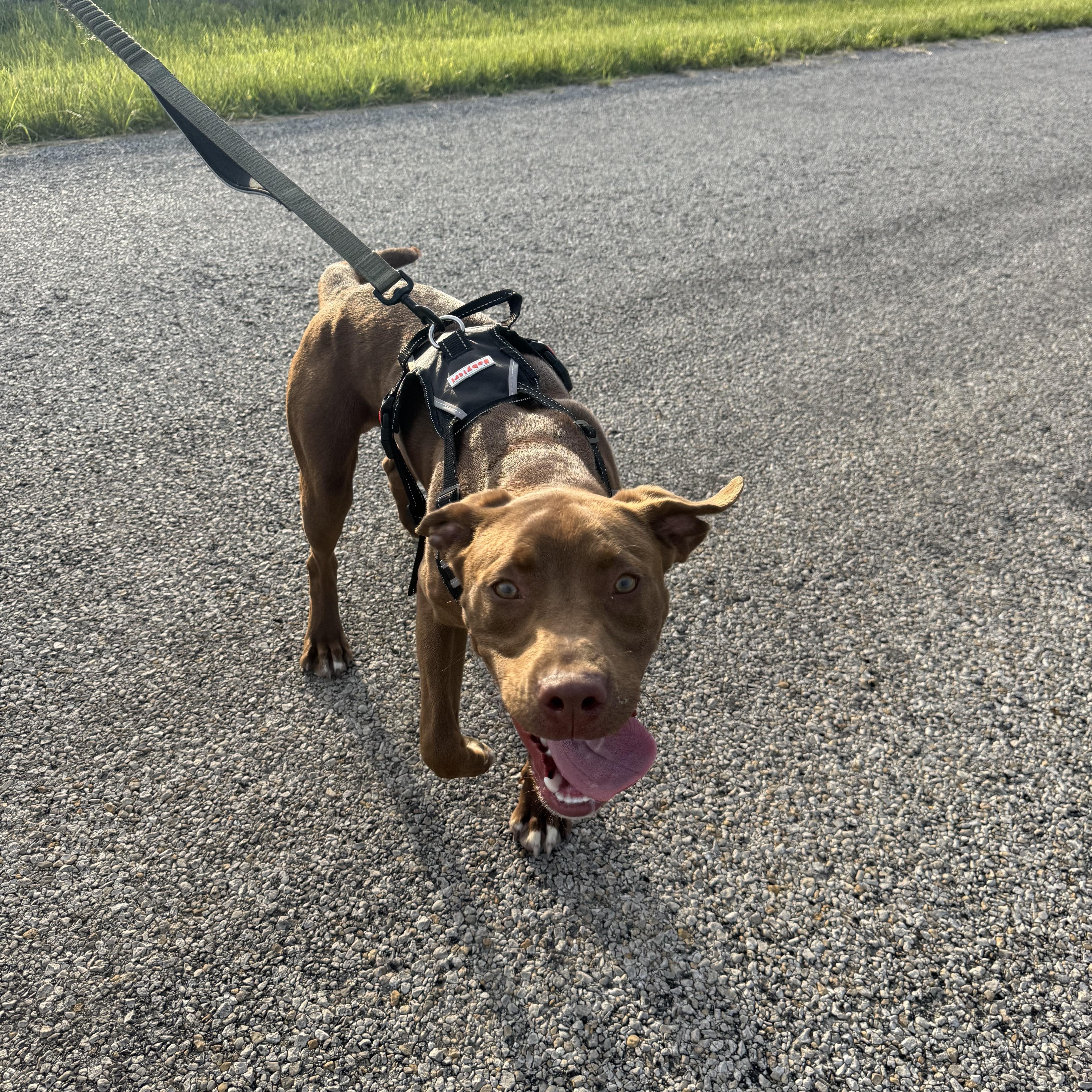 Enlarge Goose, a ADOPTABLE Chocolate Labrador Retriever in Hiawatha, KS image 5/5