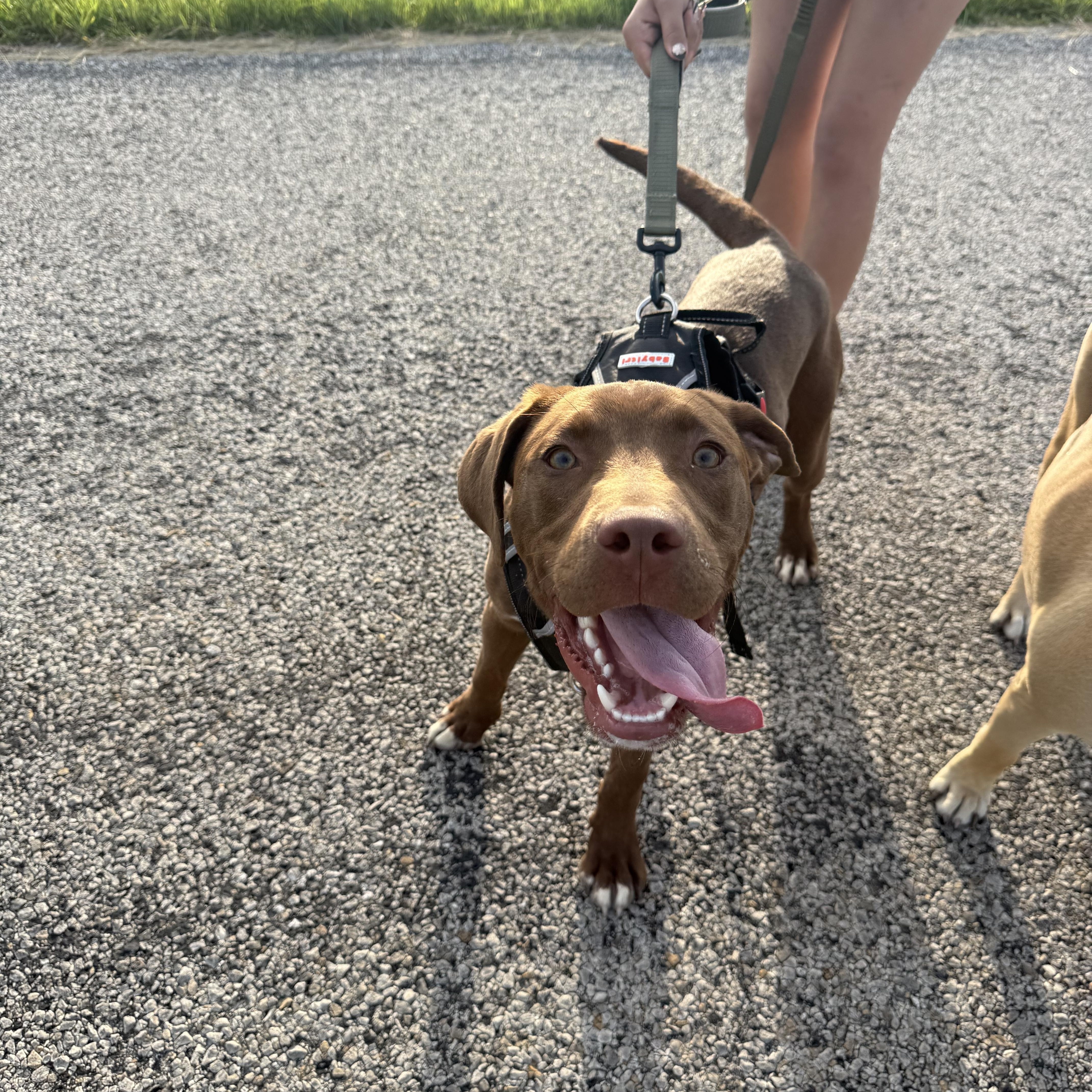Goose, ADOPTABLE, Young Male Chocolate Labrador Retriever.