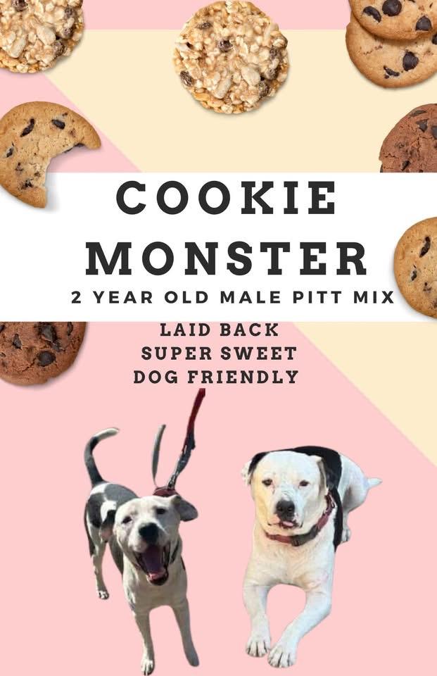 Cookie Monster, Adoptable, Adult Male Pit Bull Terrier.