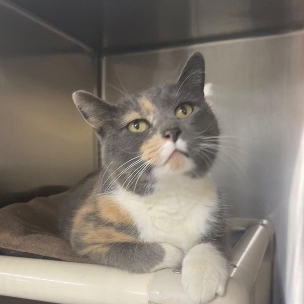 Enlarge CHELSEA, a Adoptable mixed breed in Battle Creek, MI image 1/1