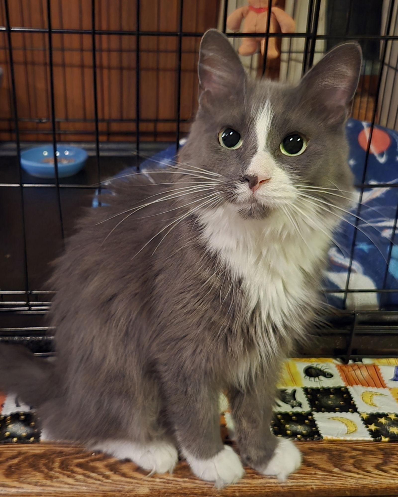 Enlarge Mandee, a Adoptable Domestic Short Hair in Rochester, NY image 1/2