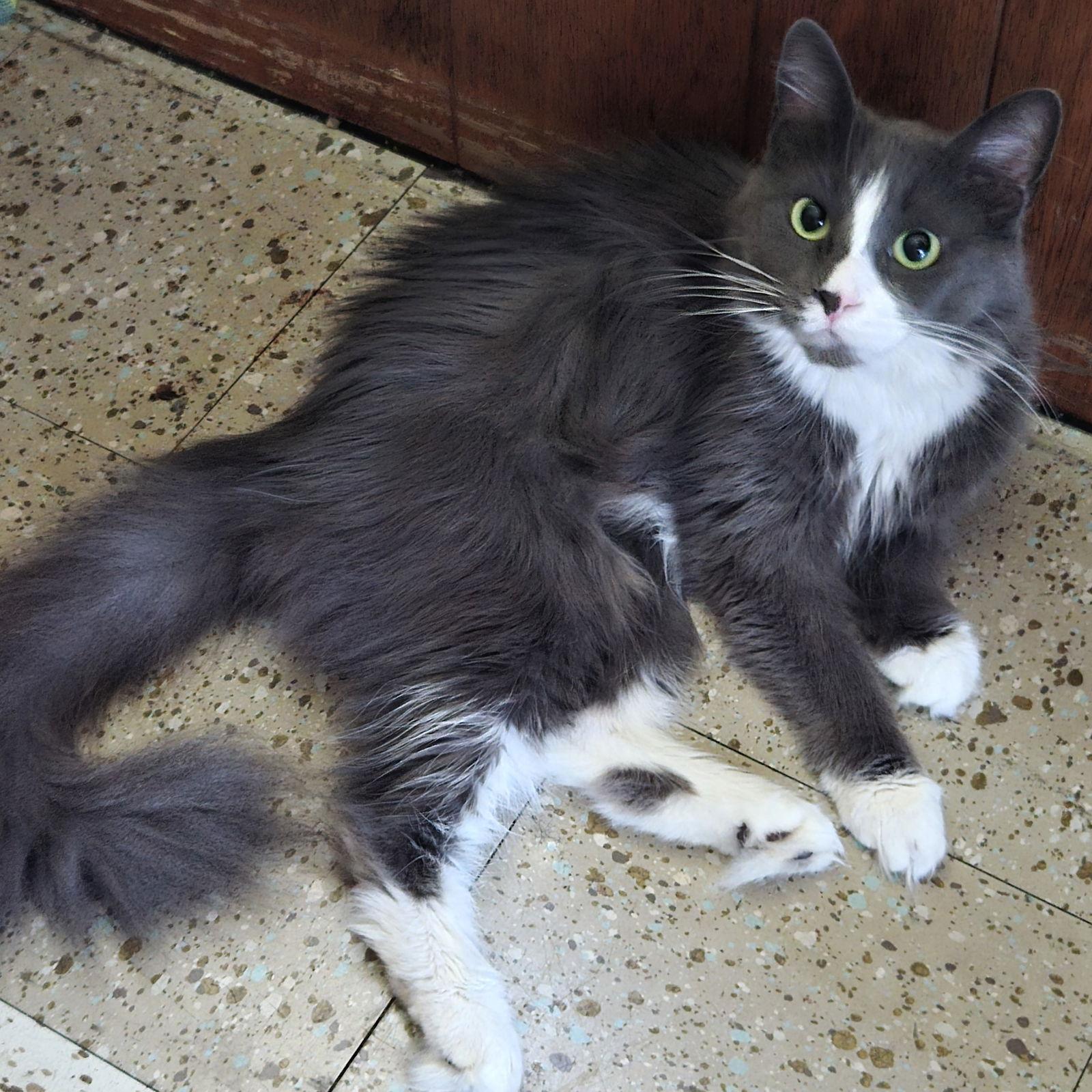 Enlarge Mandee, a Adoptable Domestic Short Hair in Rochester, NY image 2/2