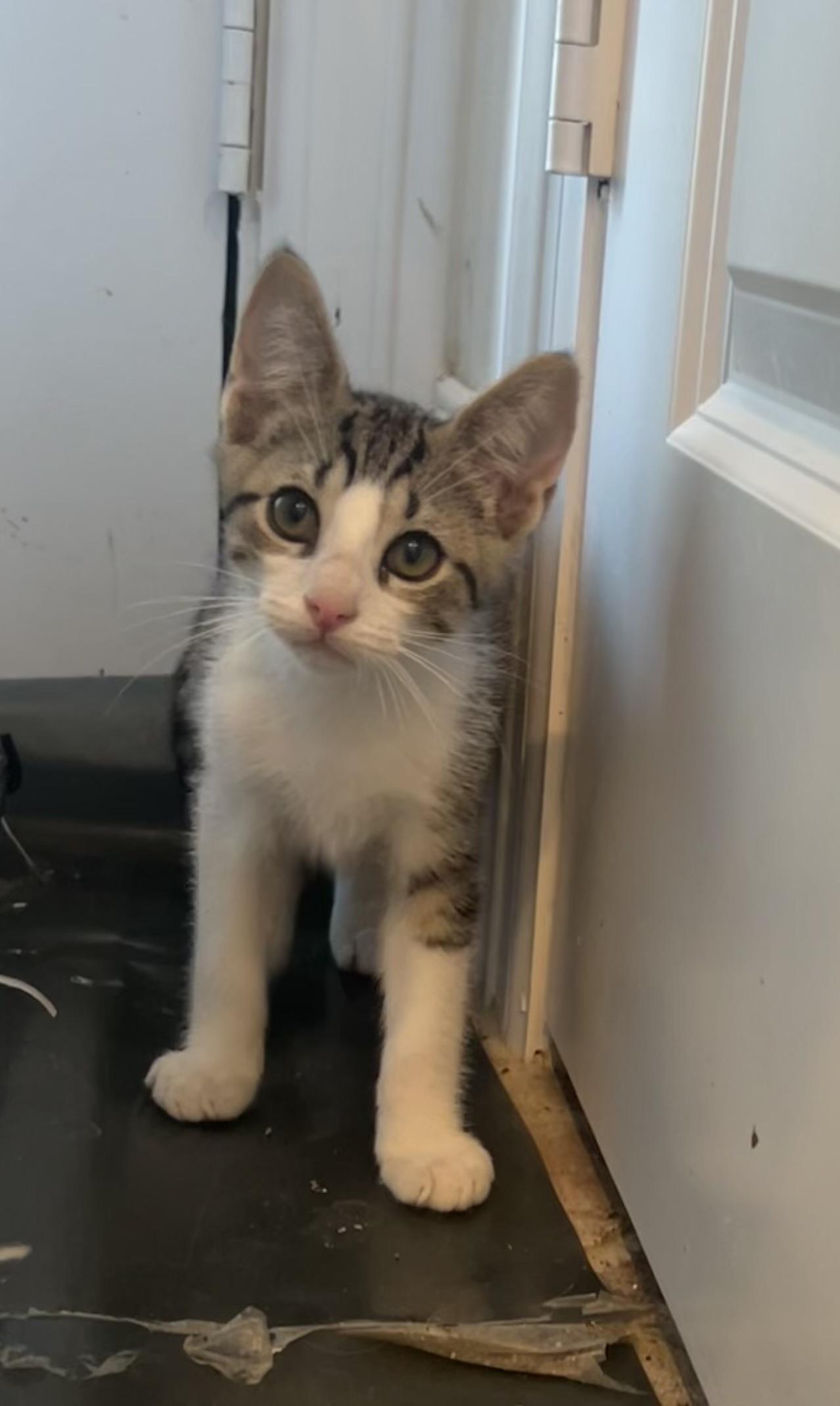 Krewe - Riley Fuzzel Petsmart