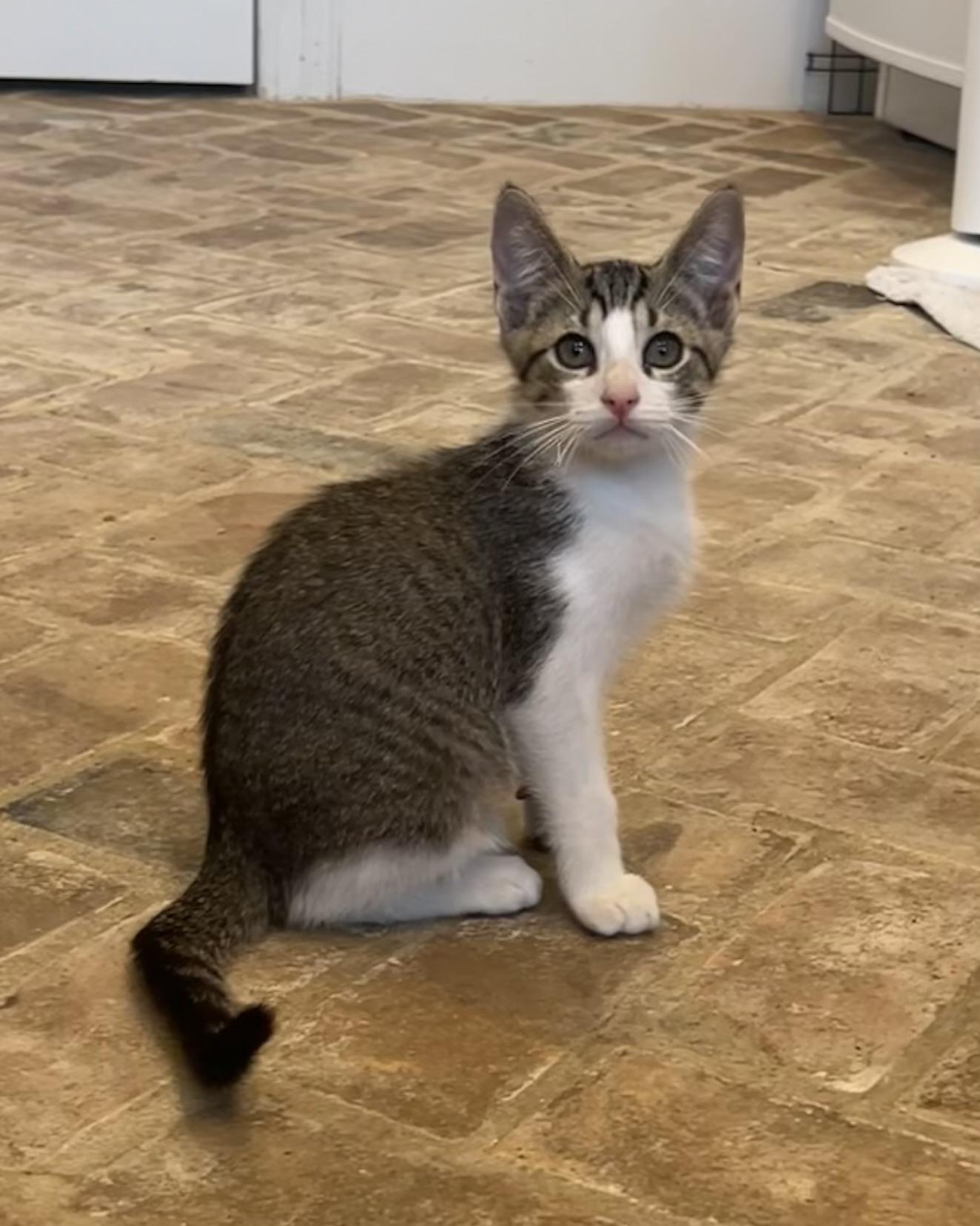 Krewe - Riley Fuzzel Petsmart