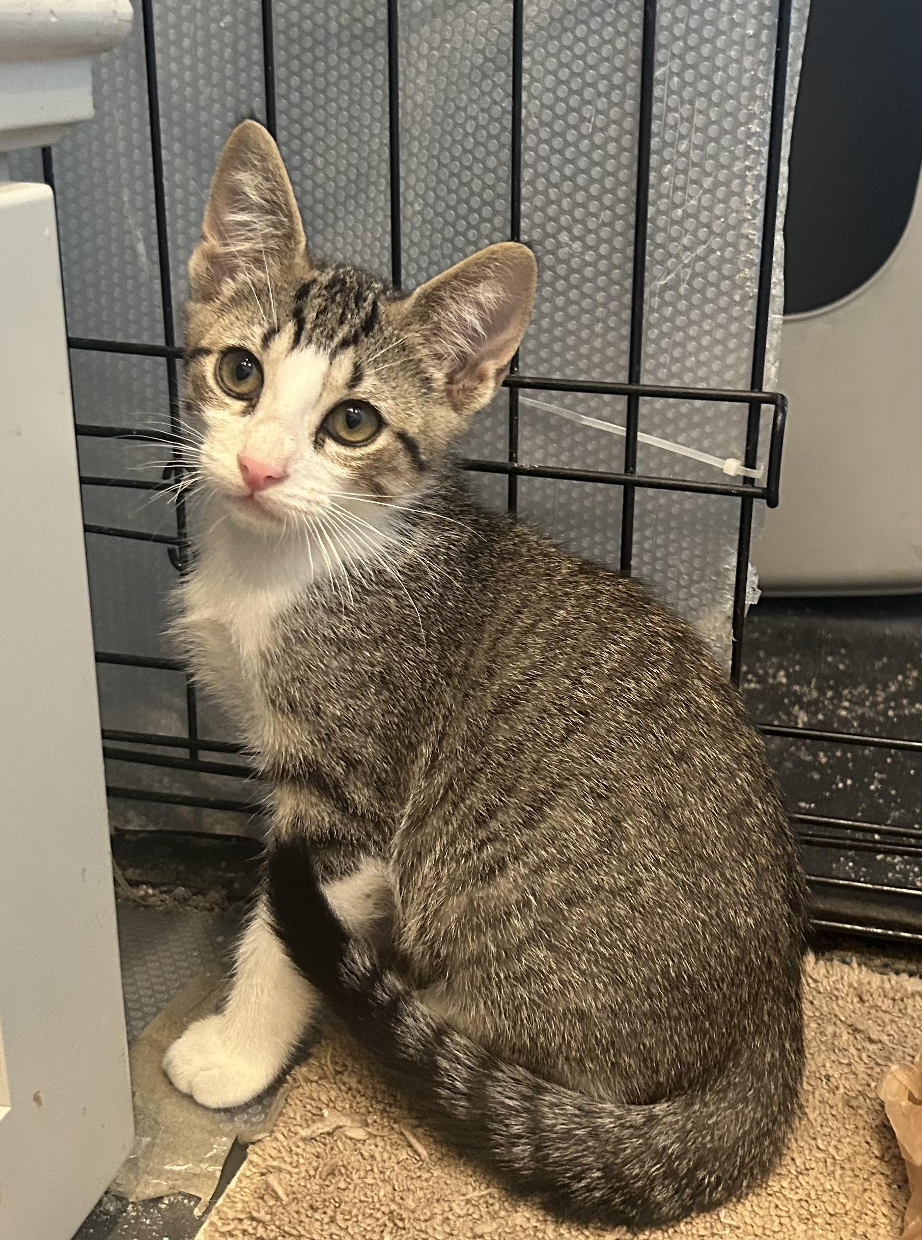 Krewe - Riley Fuzzel Petsmart