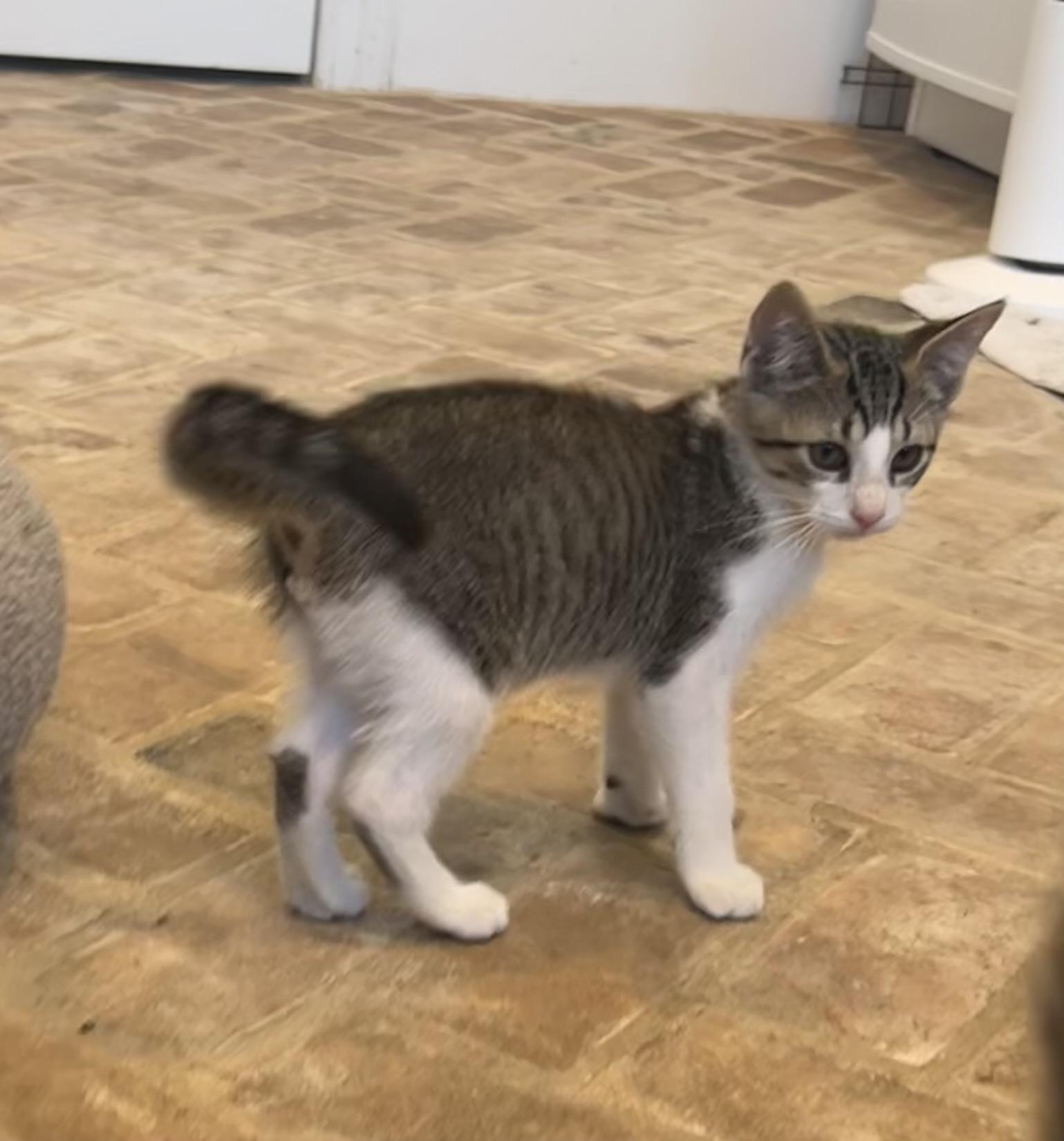 Krewe - Riley Fuzzel Petsmart