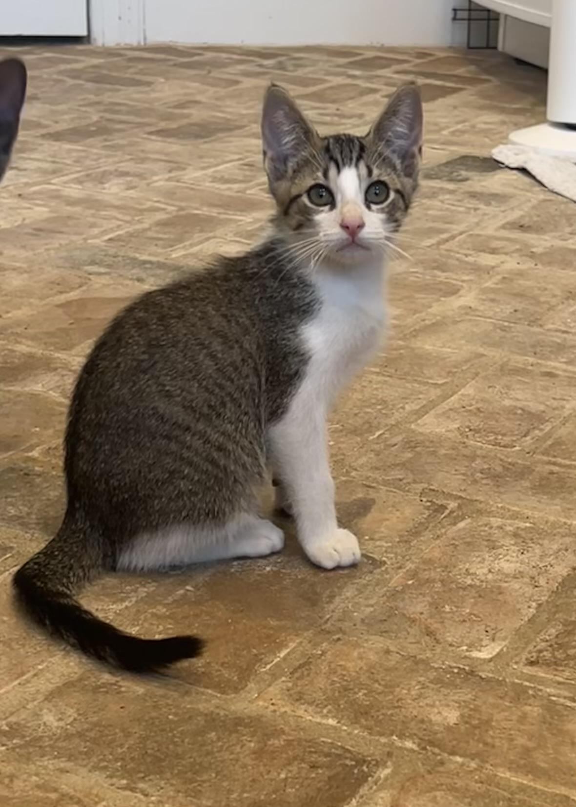Krewe - Riley Fuzzel Petsmart
