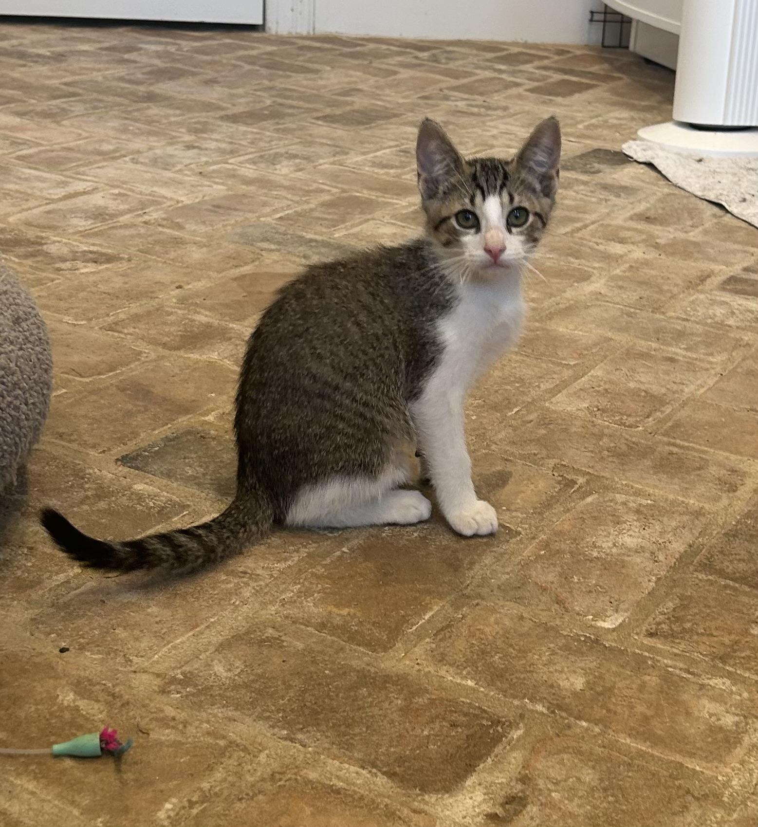 Krewe - Riley Fuzzel Petsmart
