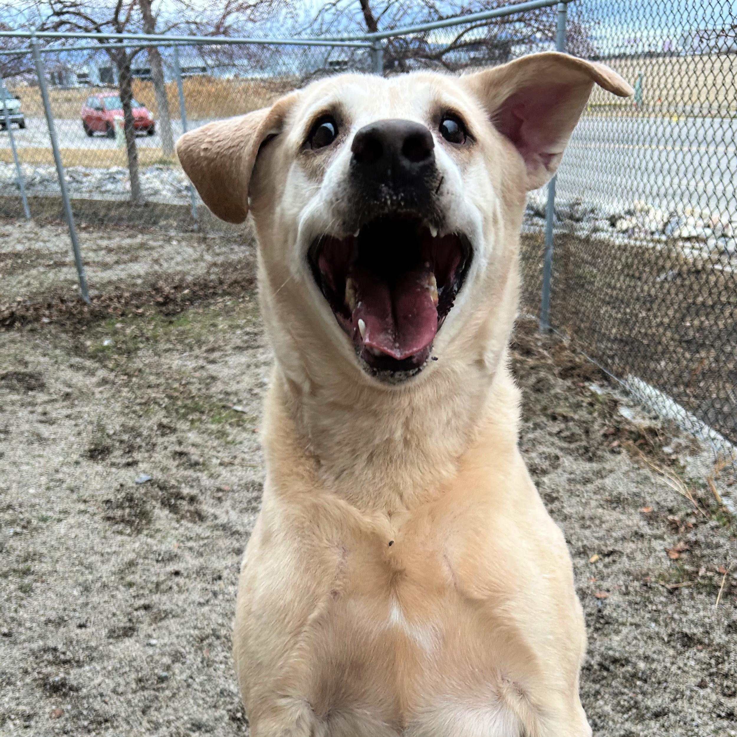 Jigg, an adopted mixed breed in Lindon, UT image 3/5