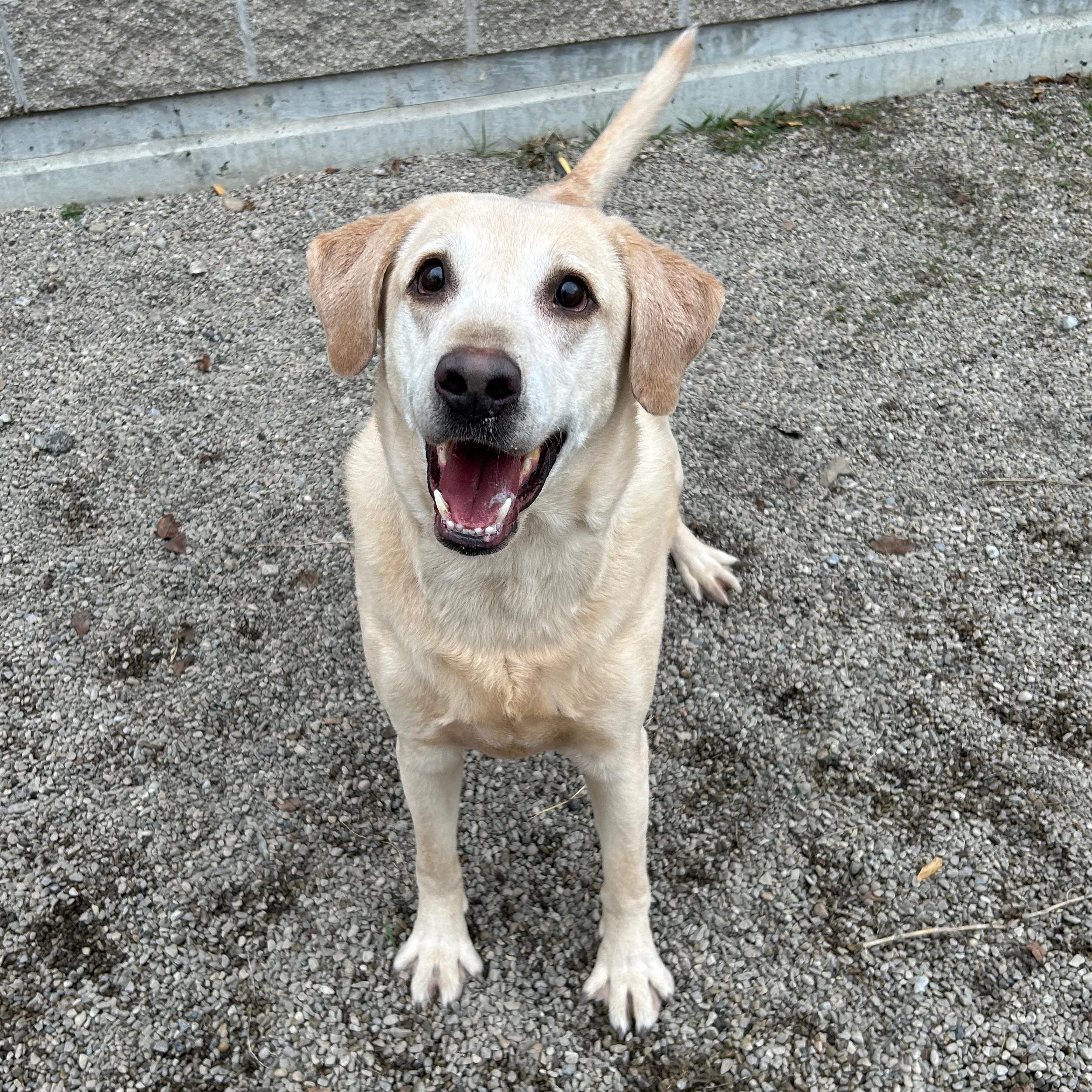 Jigg, an adopted mixed breed in Lindon, UT image 4/5
