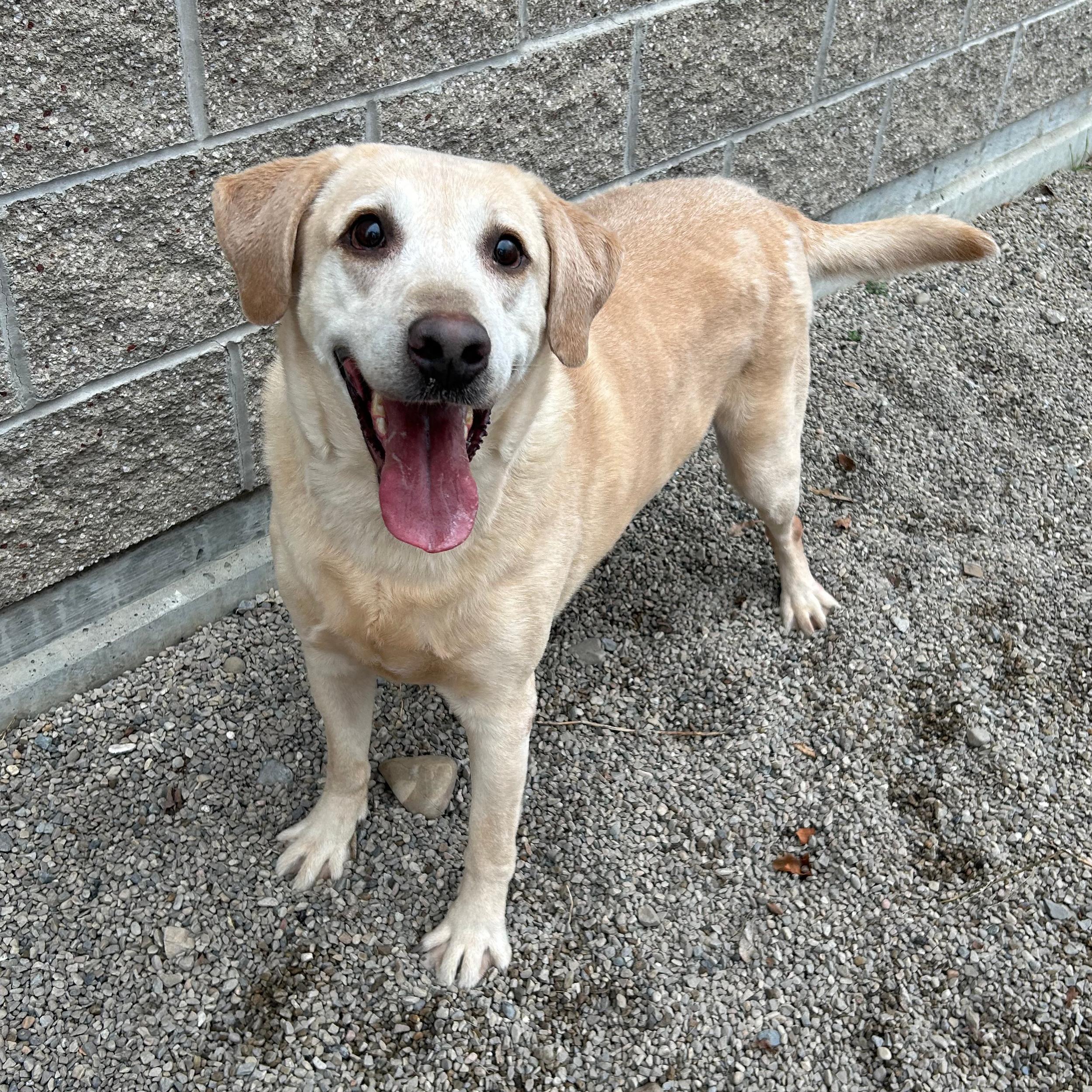 Jigg, an adopted mixed breed in Lindon, UT image 5/5