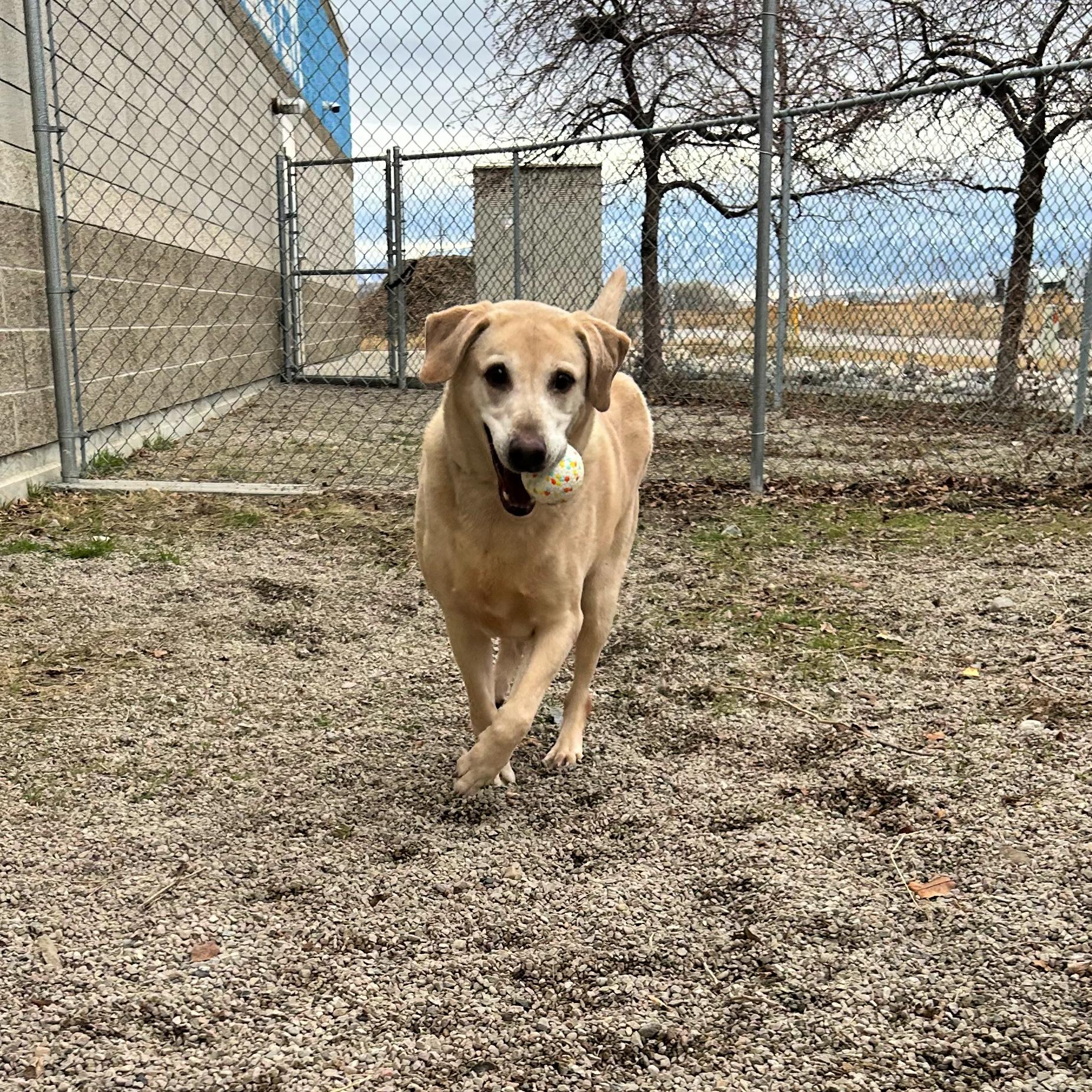 Jigg, an adopted mixed breed in Lindon, UT image 2/5