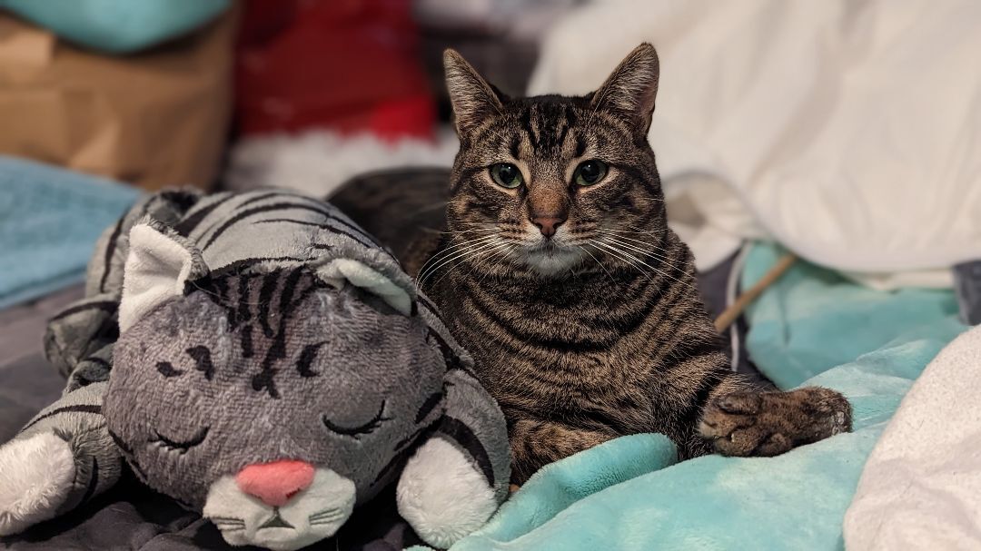 Dilly Chester , an adoptable Domestic Short Hair in Philadelphia, PA image 1/3