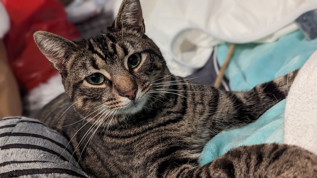 Dilly Chester , an adoptable Domestic Short Hair in Philadelphia, PA image 2/3