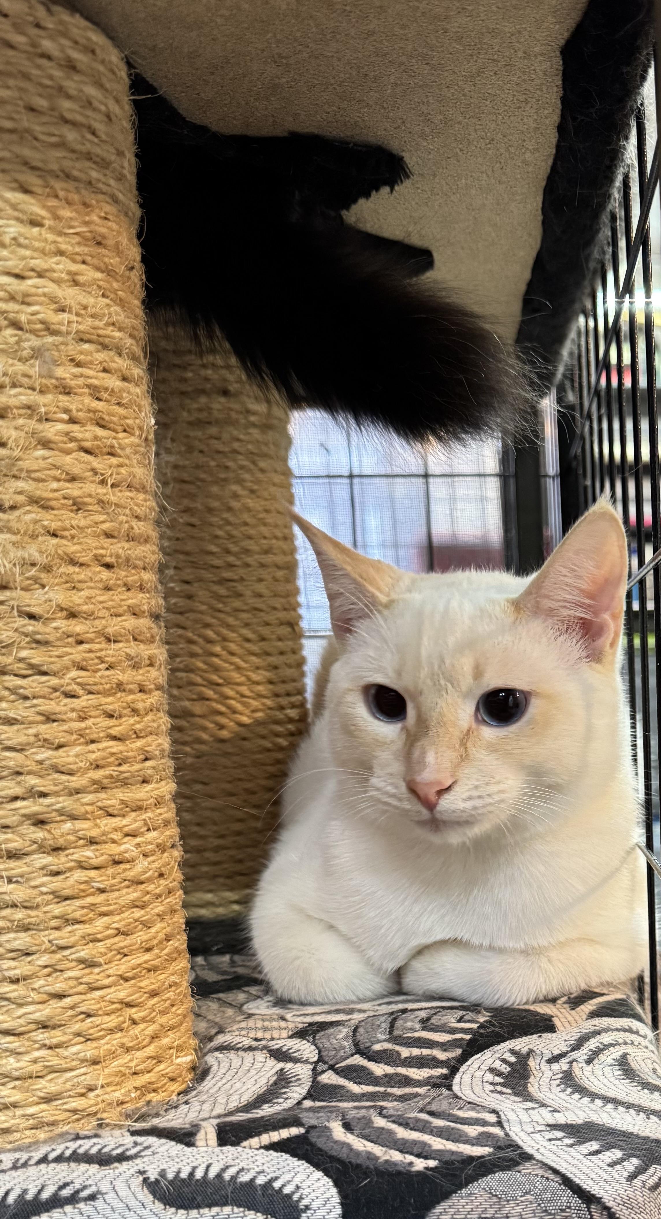 Widget, Adoptable, Young Male Domestic Short Hair.