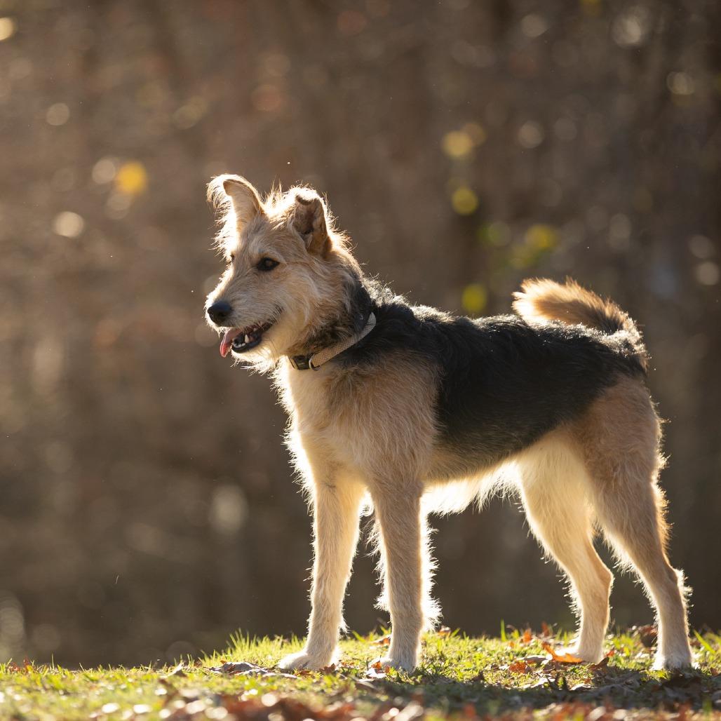 Enlarge Lucy, a Adoptable mixed breed in Rossville, GA image 1/6
