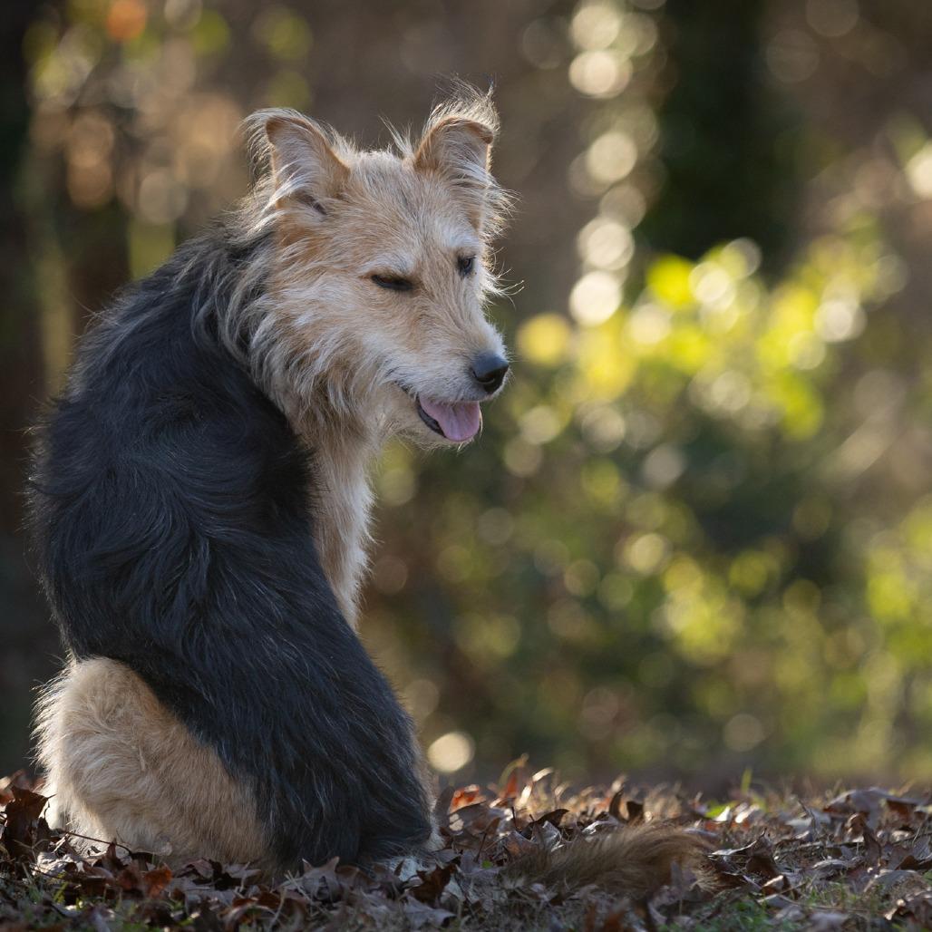 Enlarge Lucy, a Adoptable mixed breed in Rossville, GA image 2/6