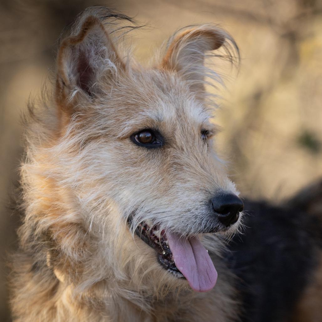 Enlarge Lucy, a Adoptable mixed breed in Rossville, GA image 3/6