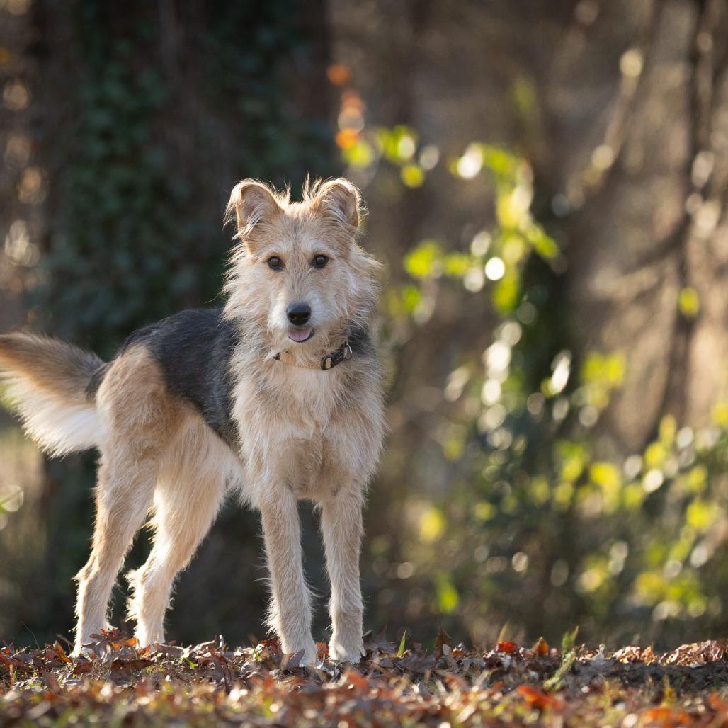 Enlarge Lucy, a Adoptable mixed breed in Rossville, GA image 4/6