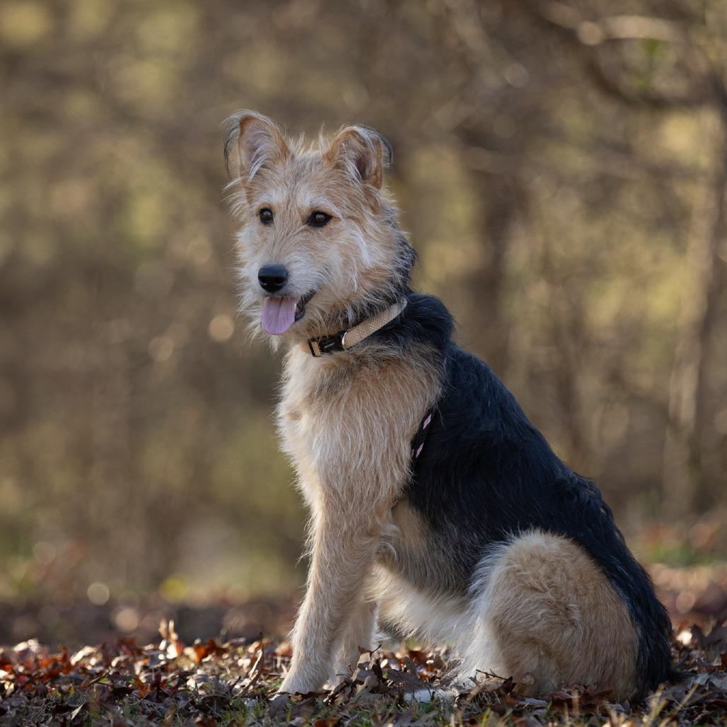 Enlarge Lucy, a Adoptable mixed breed in Rossville, GA image 5/6