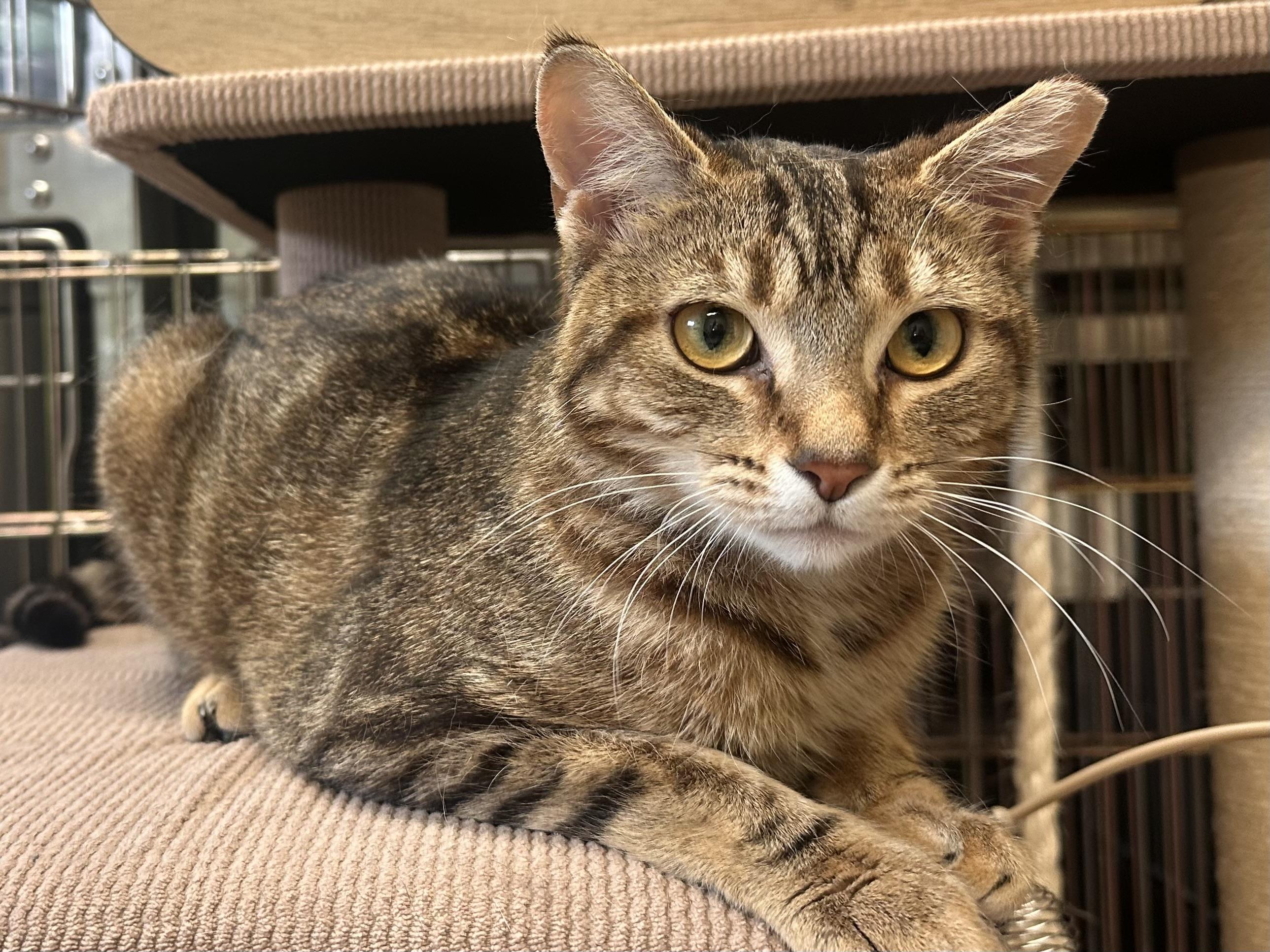 Enlarge Kenobi & Obi-wan (Bonded Pair), an adopted mixed breed in Chattanooga, TN image 5/6