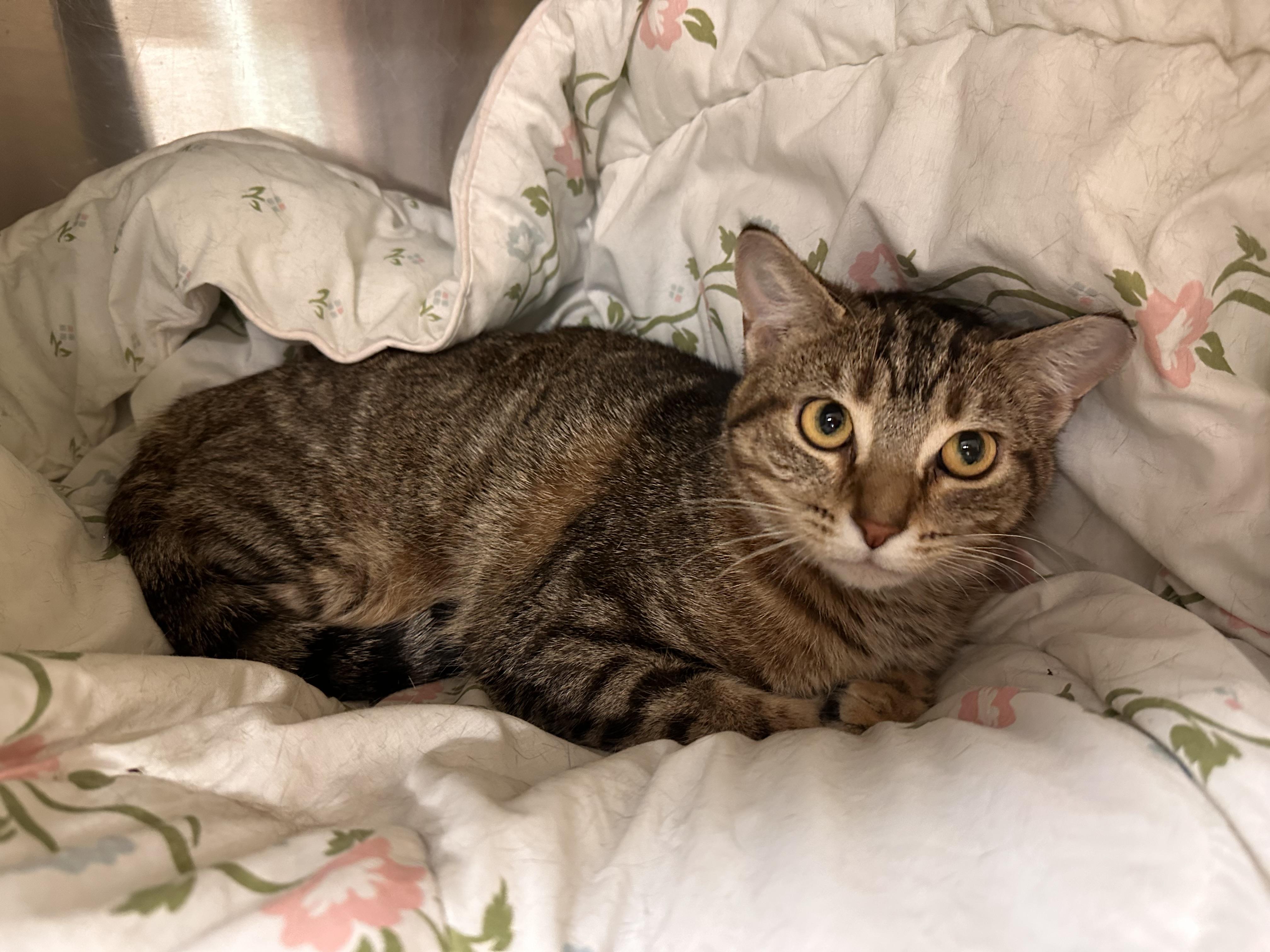 Enlarge Kenobi & Obi-wan (Bonded Pair), an adopted mixed breed in Chattanooga, TN image 4/6