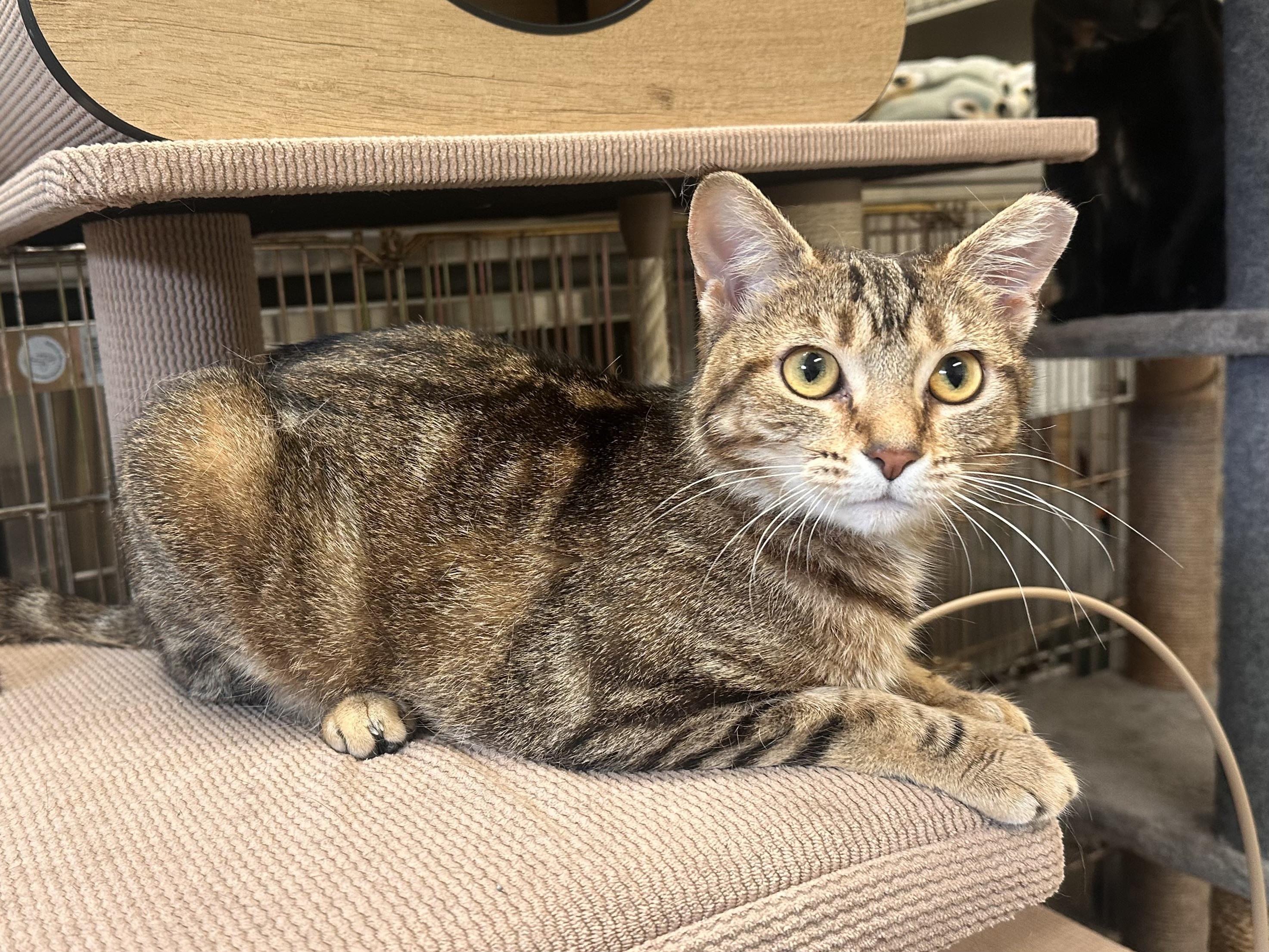 Enlarge Kenobi & Obi-wan (Bonded Pair), an adopted mixed breed in Chattanooga, TN image 2/6