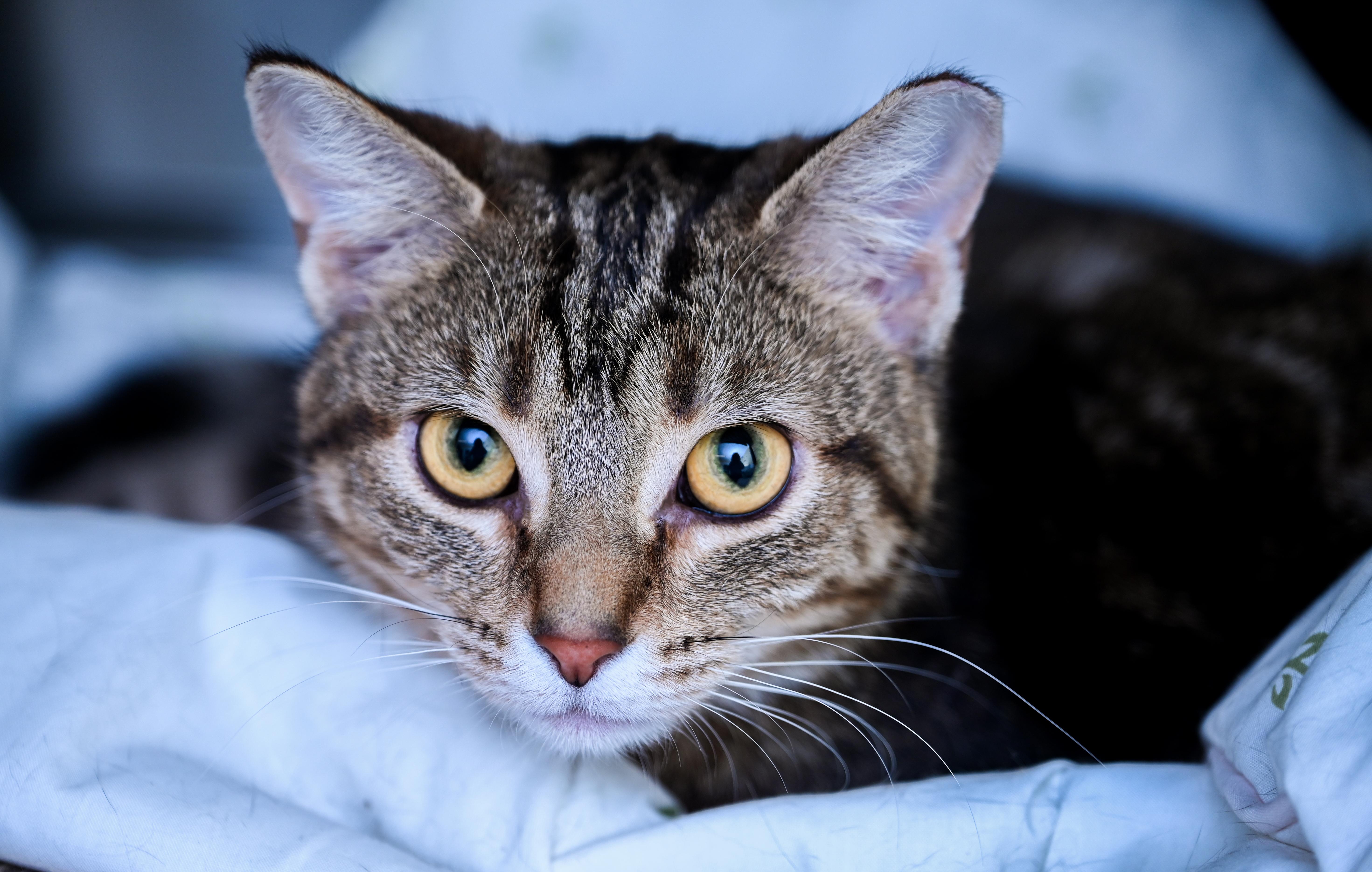 Enlarge Kenobi & Obi-wan (Bonded Pair), an adopted mixed breed in Chattanooga, TN image 3/6