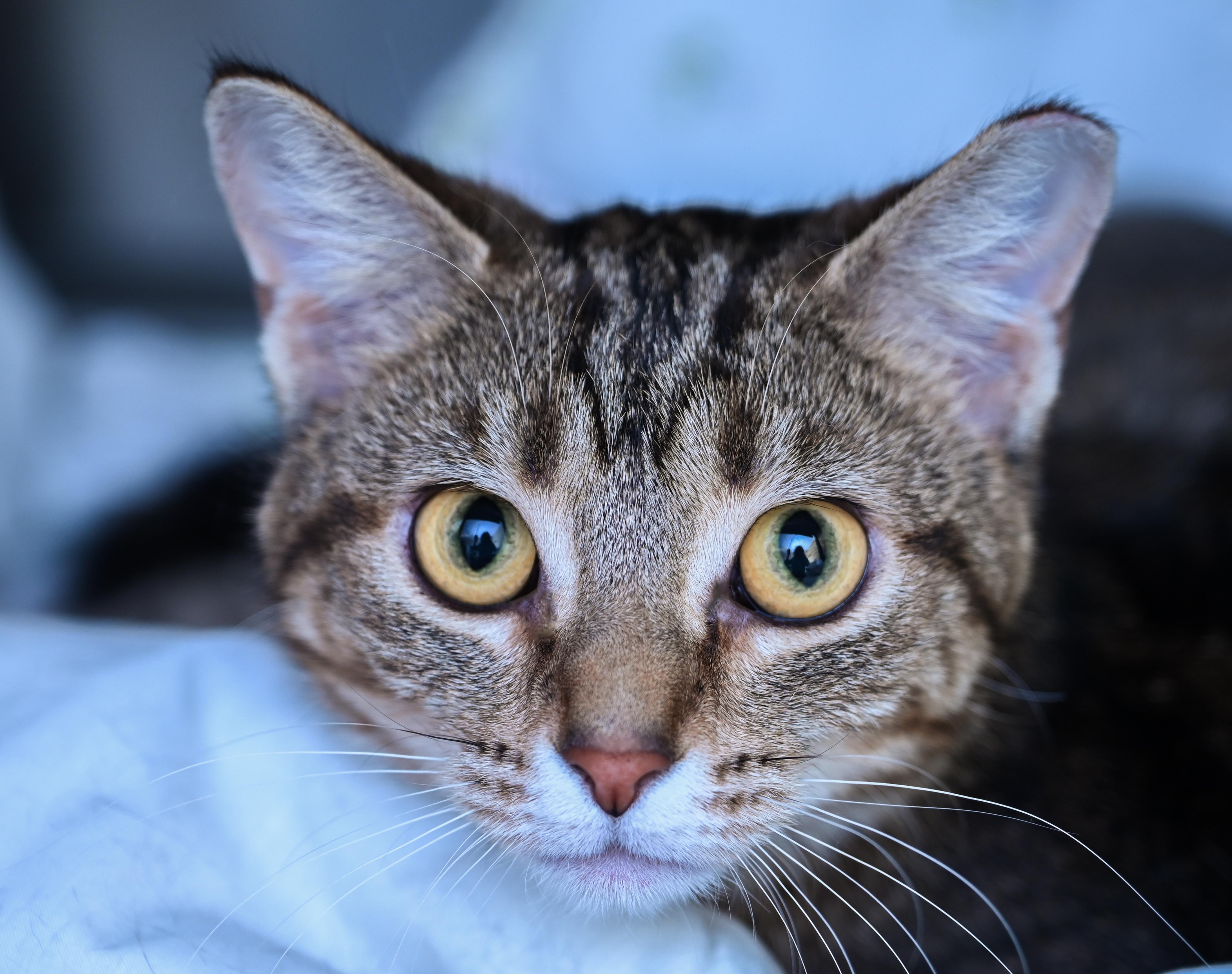 Enlarge Kenobi & Obi-wan (Bonded Pair), an adopted mixed breed in Chattanooga, TN image 1/6