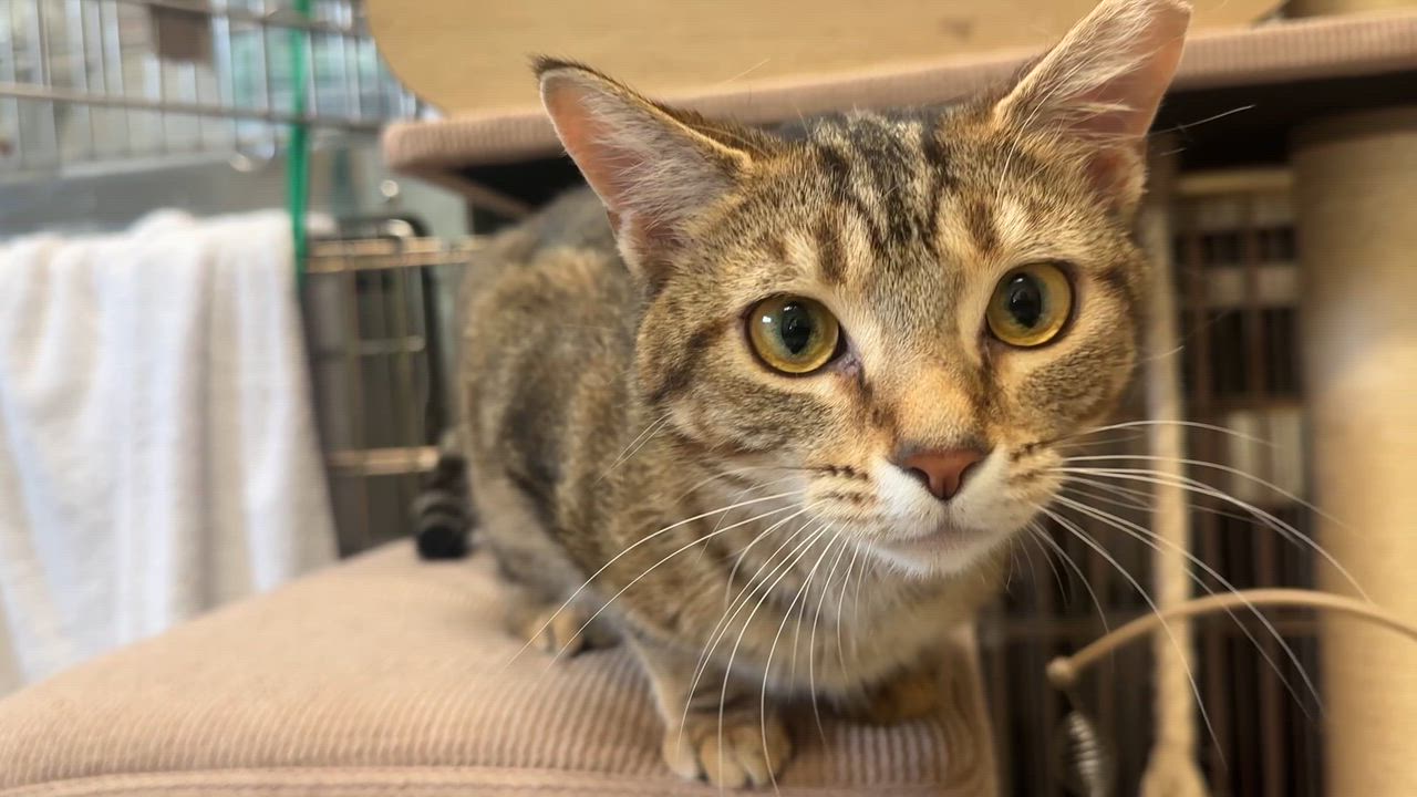 Enlarge Kenobi & Obi-wan (Bonded Pair), an adopted mixed breed in Chattanooga, TN video 6/6