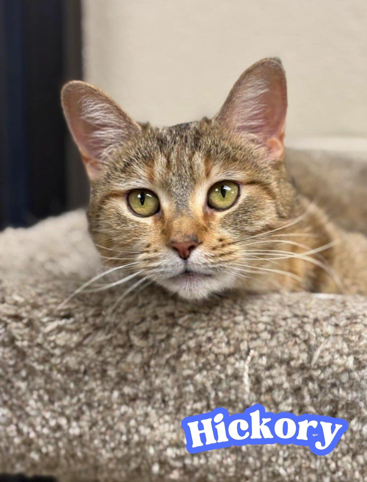 Hickory, adopted, Adult Female Domestic Short Hair.