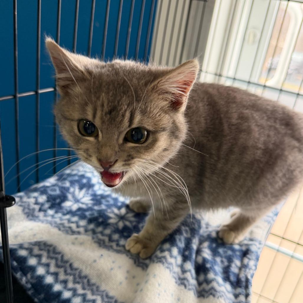 Enlarge Winston, a Adoptable Domestic Short Hair in Marion, VA image 1/3