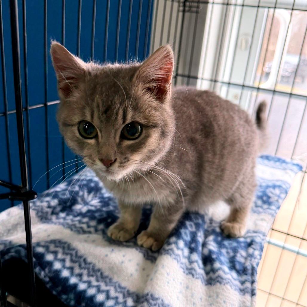 Enlarge Winston, a Adoptable Domestic Short Hair in Marion, VA image 2/3