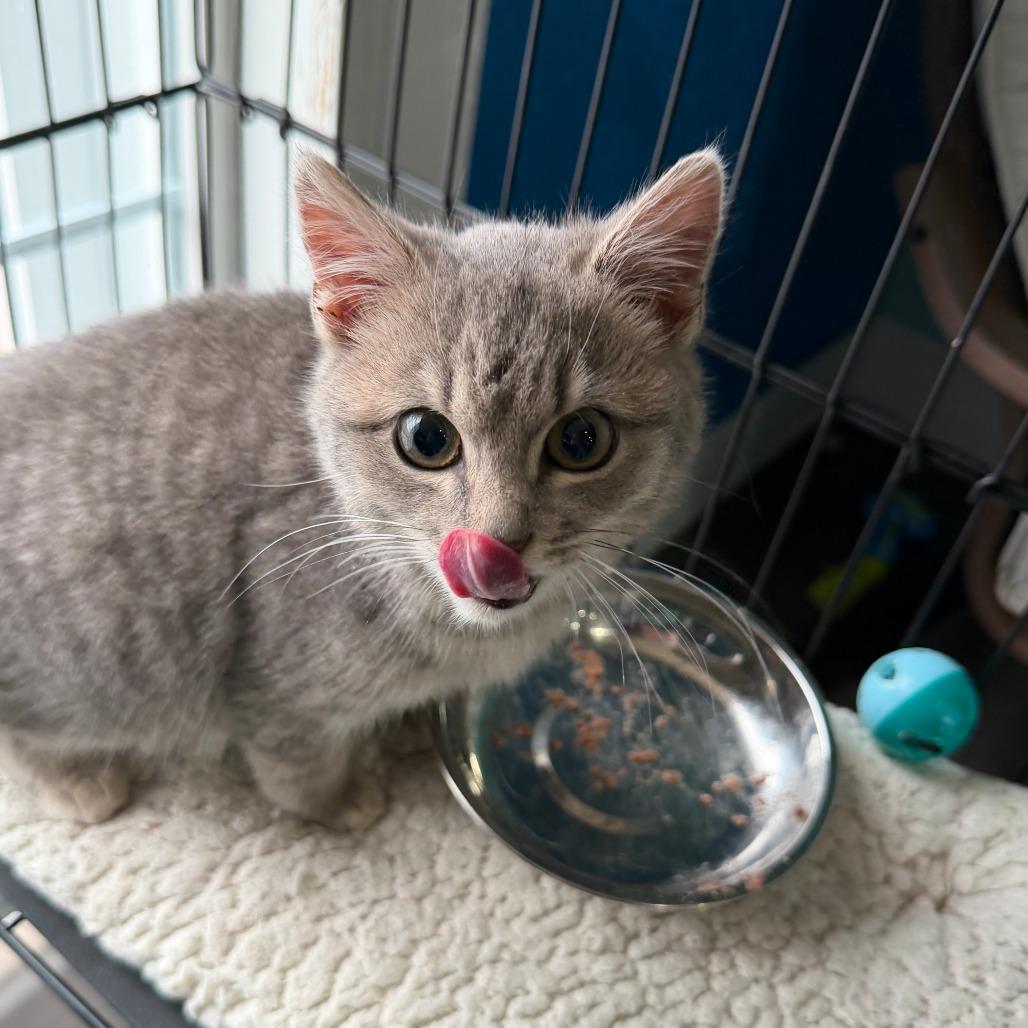 Enlarge Winston, a Adoptable Domestic Short Hair in Marion, VA image 3/3