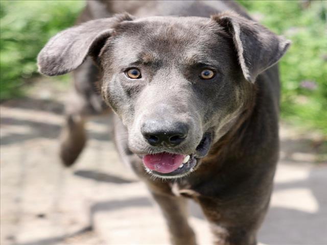 BLUE, Adoptable, Young Male Labrador Retriever & Mixed Breed.