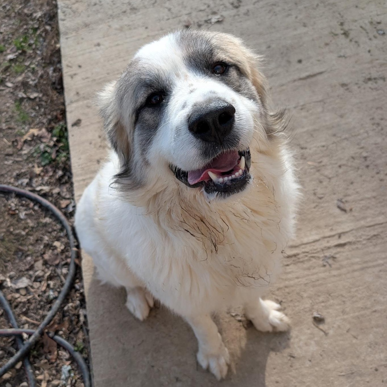 Enlarge Buddy, a ADOPTABLE mixed breed in Metropolis, IL image 1/3
