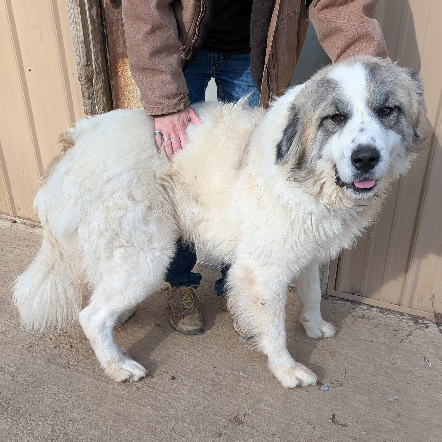 Enlarge Buddy, a ADOPTABLE mixed breed in Metropolis, IL image 2/3