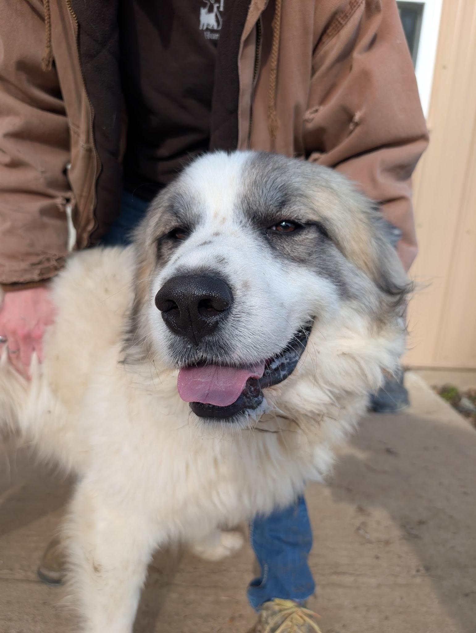 Enlarge Buddy, a ADOPTABLE mixed breed in Metropolis, IL image 3/3