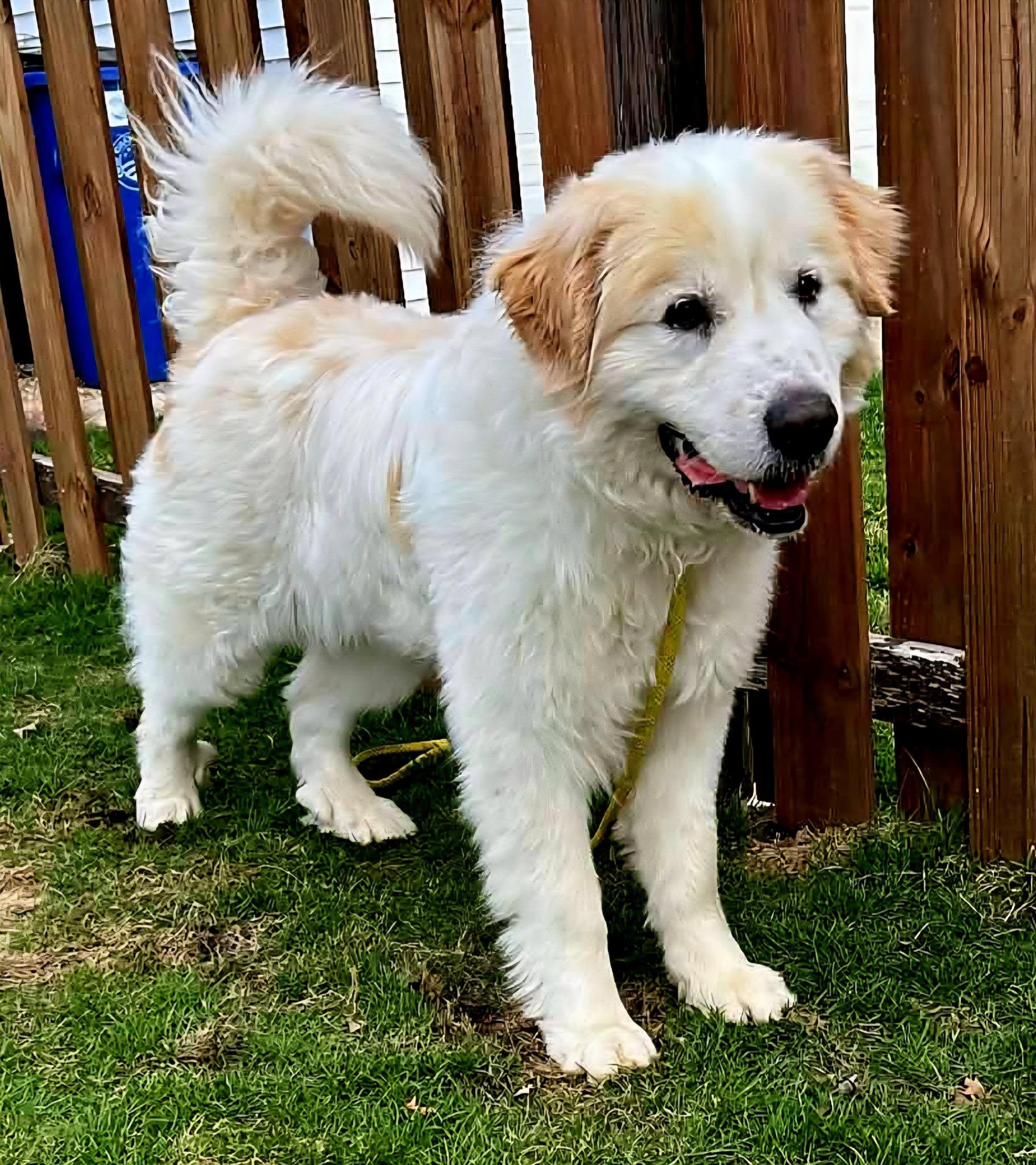 Brody, ADOPTABLE, Adult Male Great Pyrenees & Shepherd.