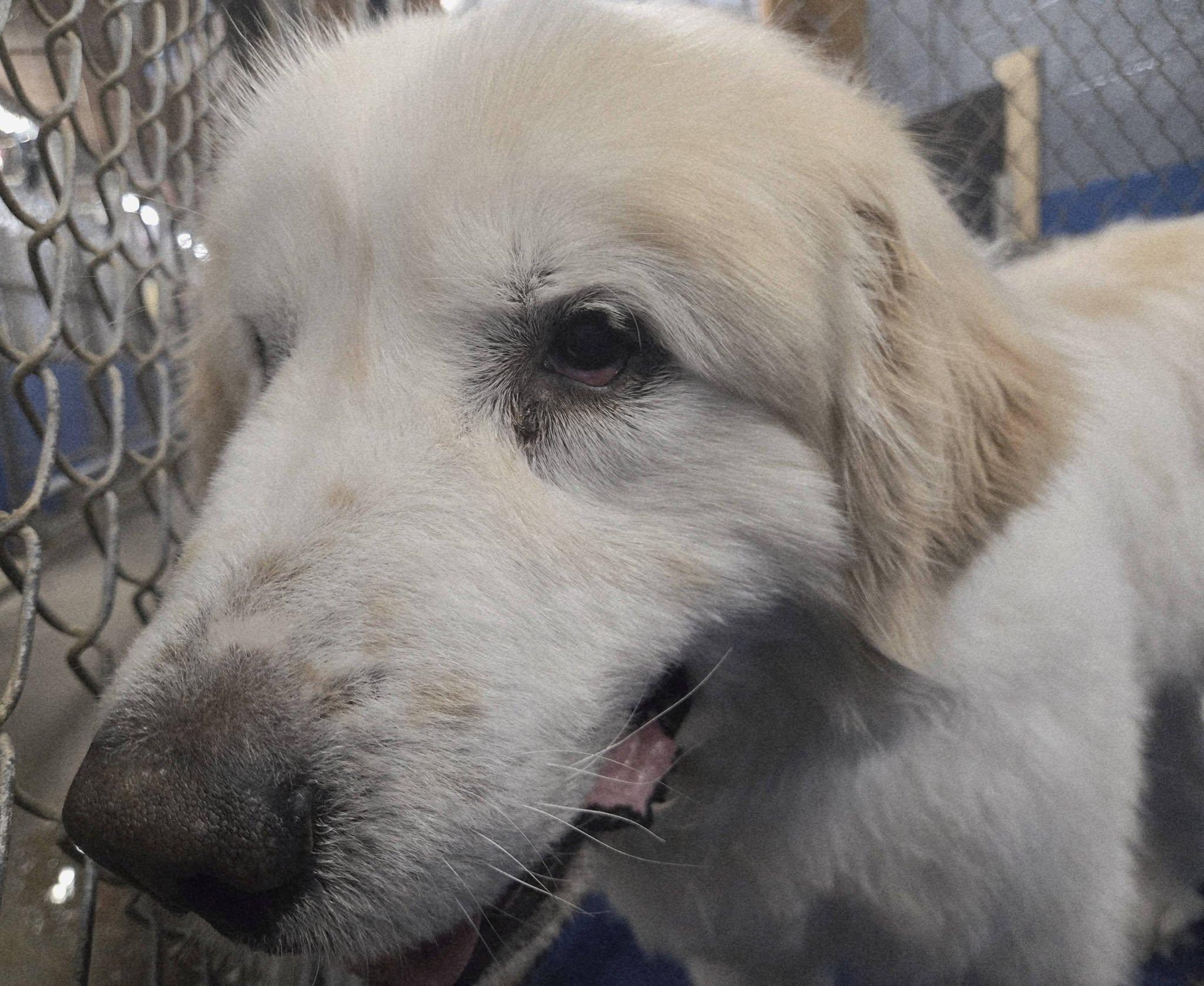 Enlarge Brody, a ADOPTABLE mixed breed in North Olmsted, OH image 2/3