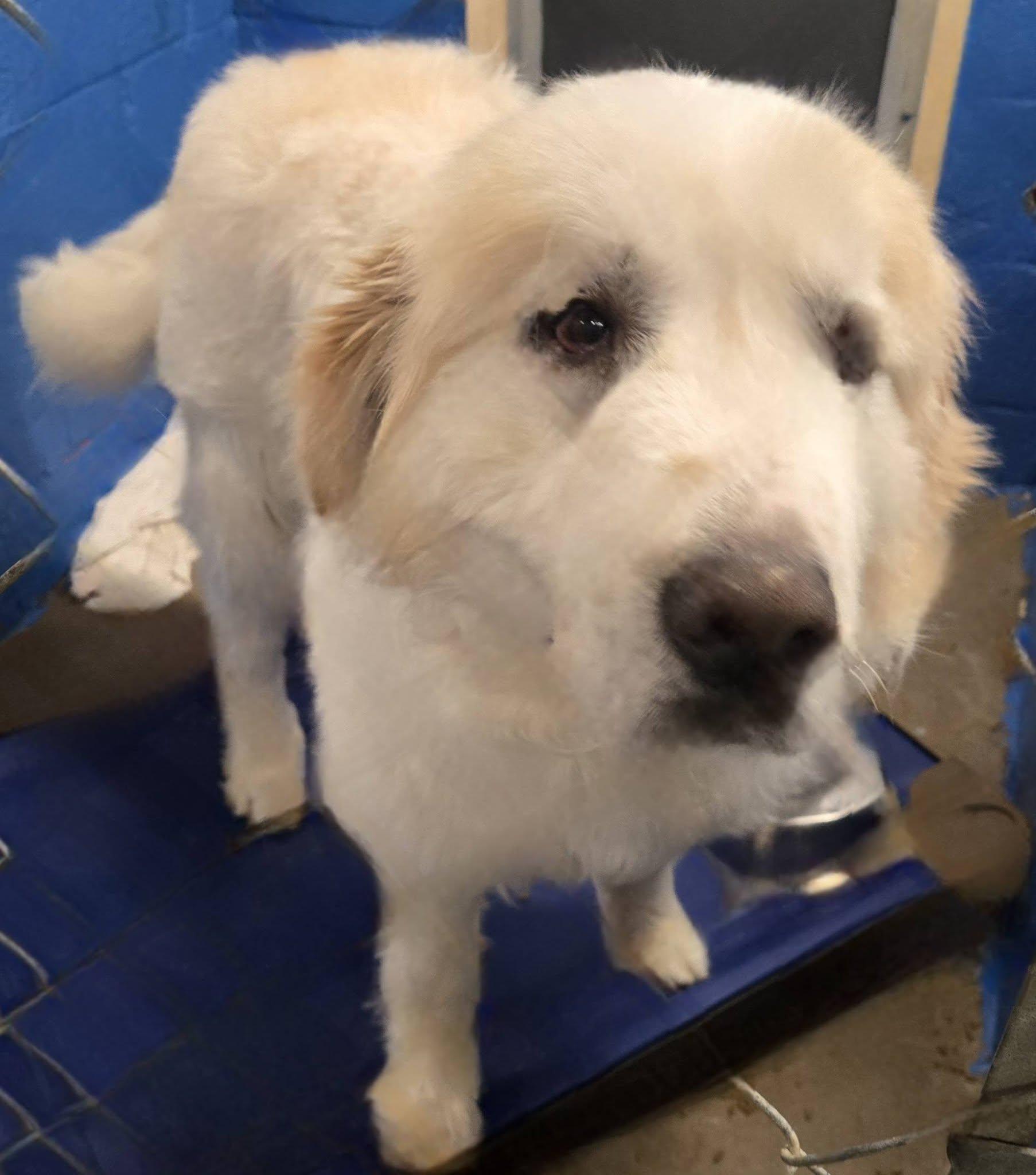 Enlarge Brody, a ADOPTABLE mixed breed in North Olmsted, OH image 3/3