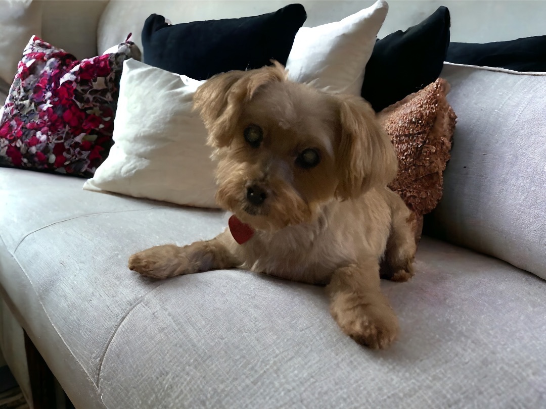 Enlarge Baxter, a Adoptable mixed breed in North Vernon, IN image 1/5