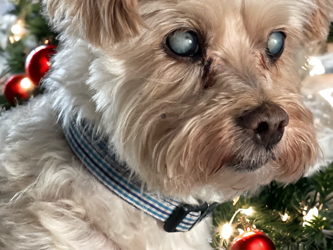 Baxter, Adoptable, Senior Male Silky Terrier & Poodle.