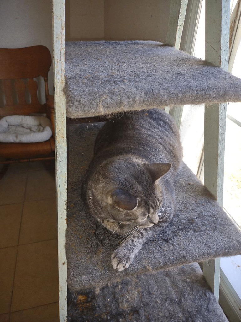 Larry, a Adoptable mixed breed in Simms, TX image 1/3