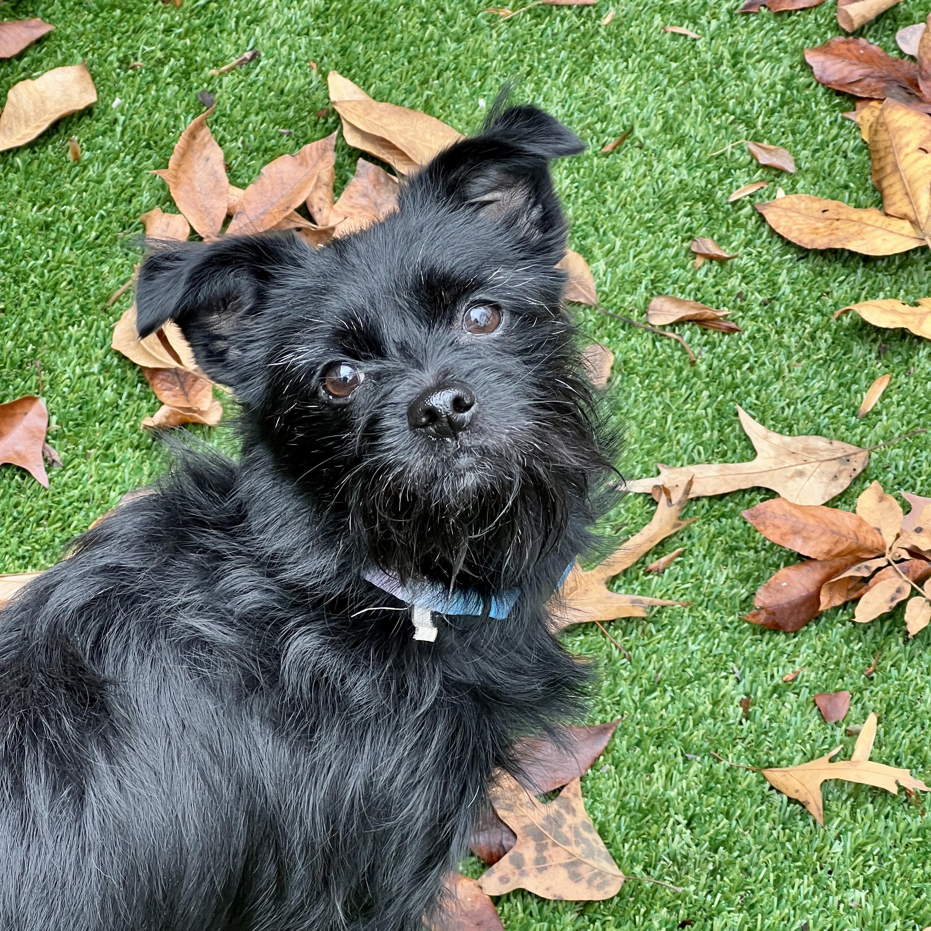 Zoey, a ADOPTABLE mixed breed in High Point, NC image 1/5