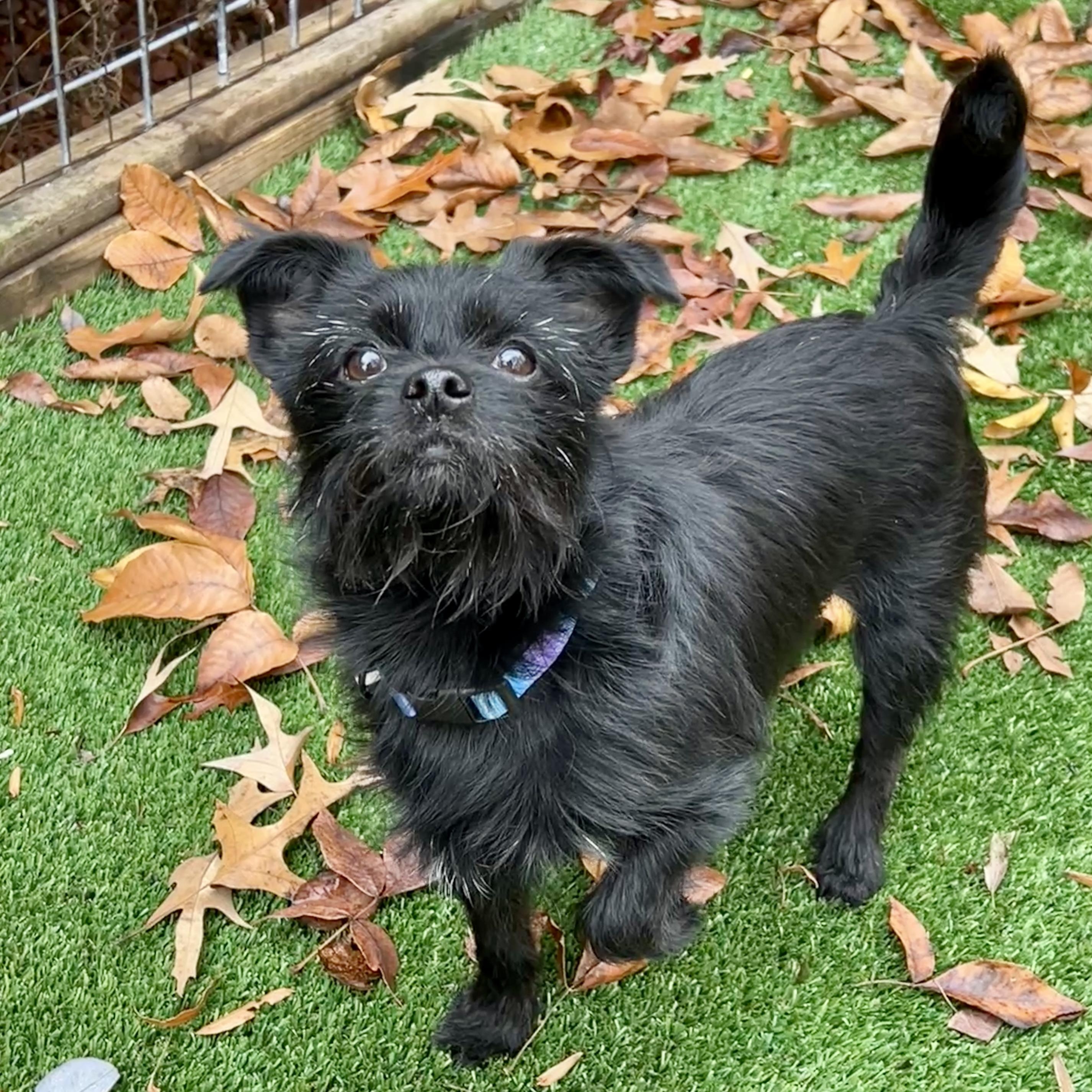 Zoey, a ADOPTABLE mixed breed in High Point, NC image 2/5