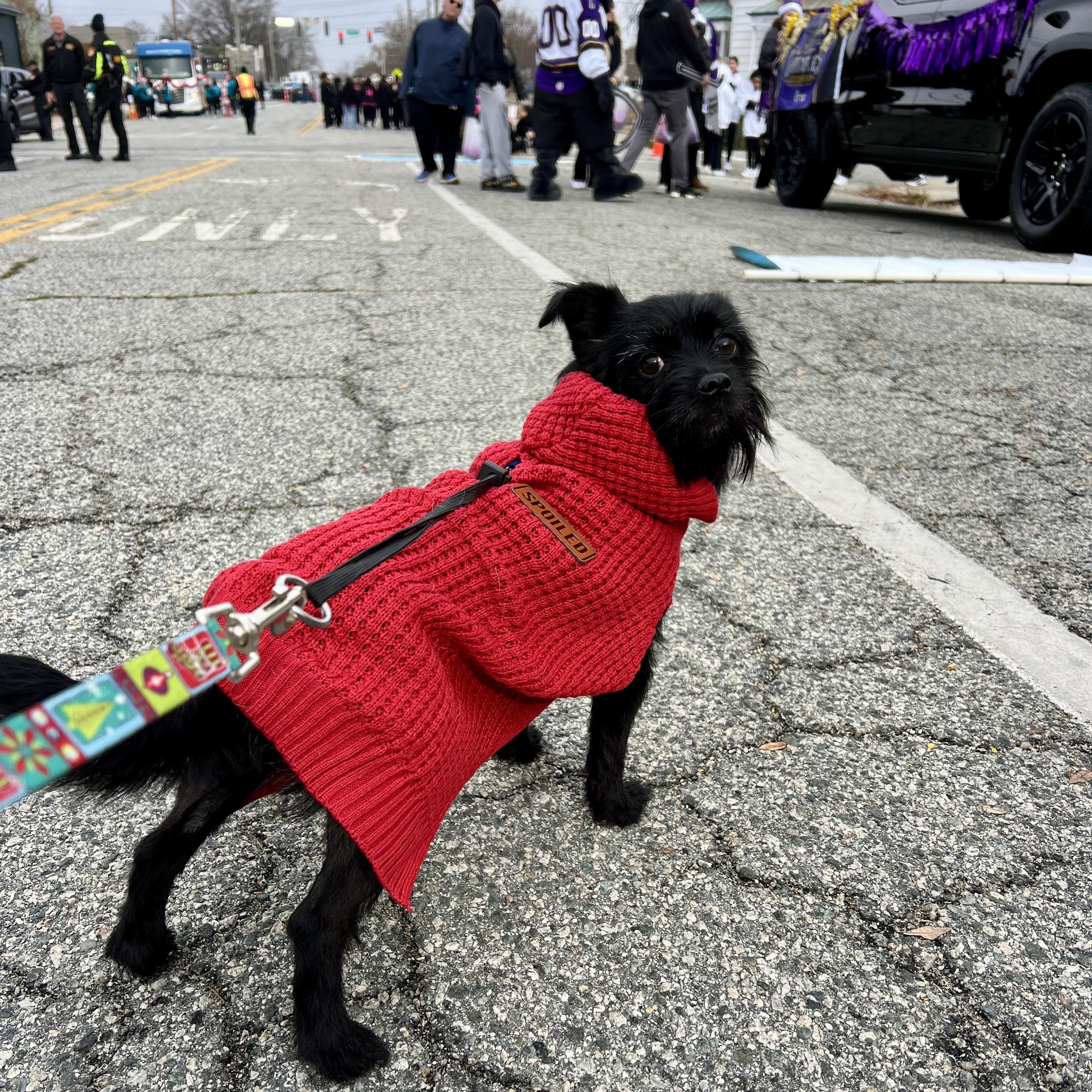 Zoey, a ADOPTABLE mixed breed in High Point, NC image 3/5