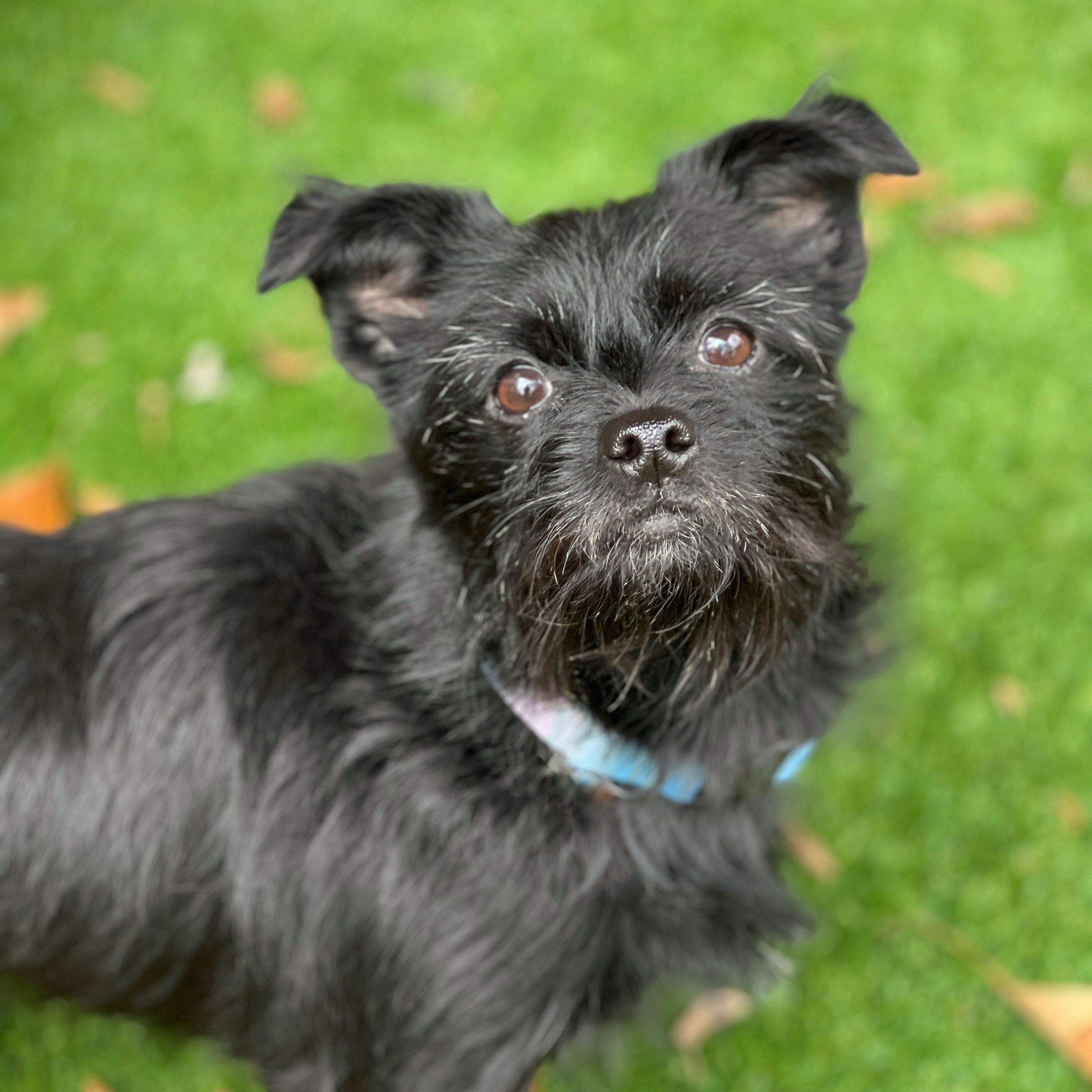 Zoey, a ADOPTABLE mixed breed in High Point, NC image 4/5