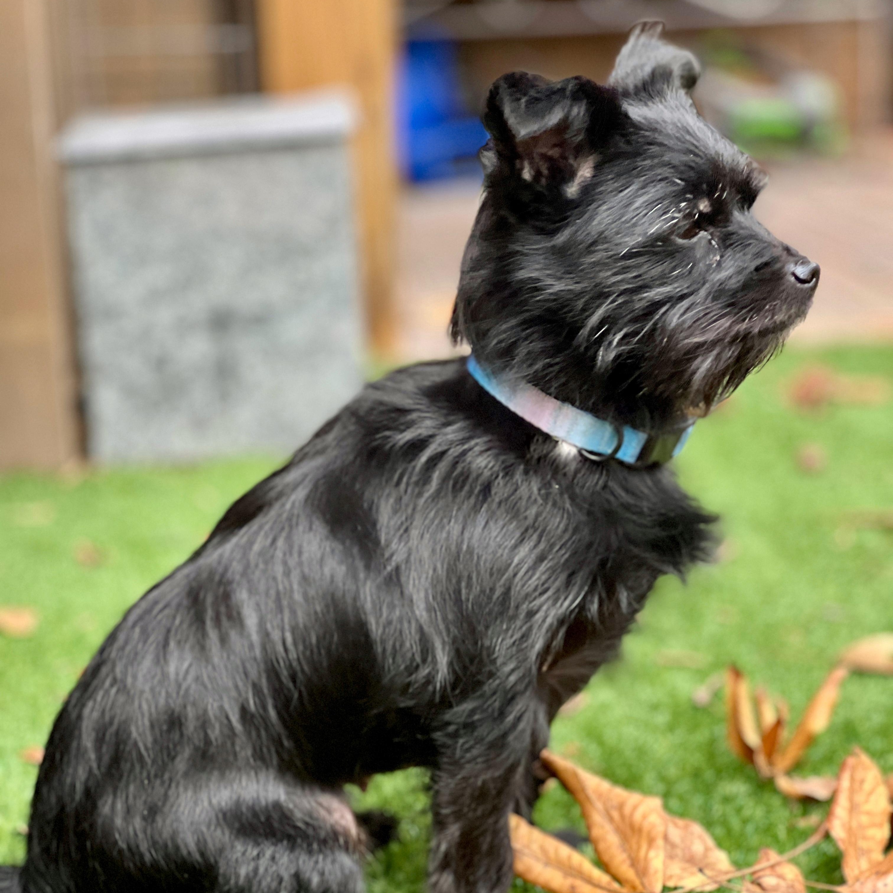 Zoey, a ADOPTABLE mixed breed in High Point, NC image 5/5